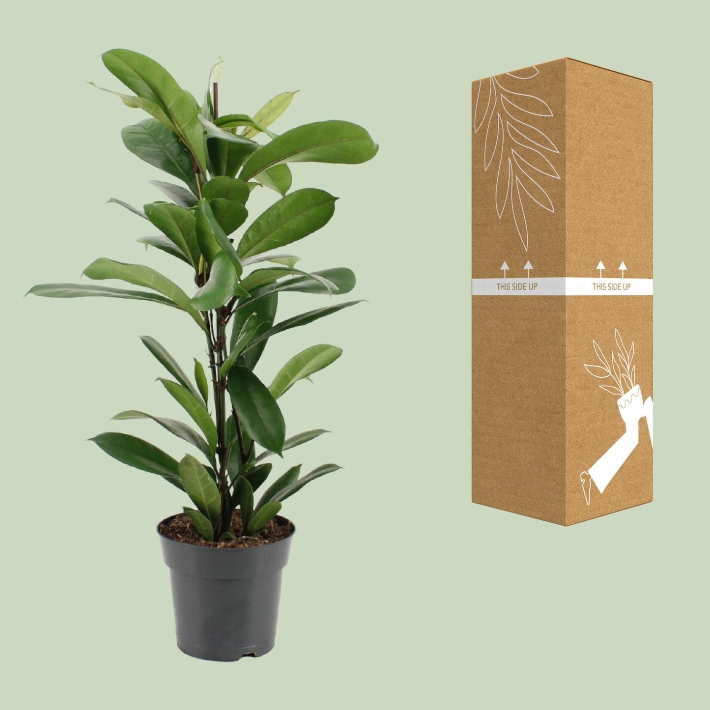 Ficus Cyathistipula - Ø17cm - ↕70cm von Pflanzfix24