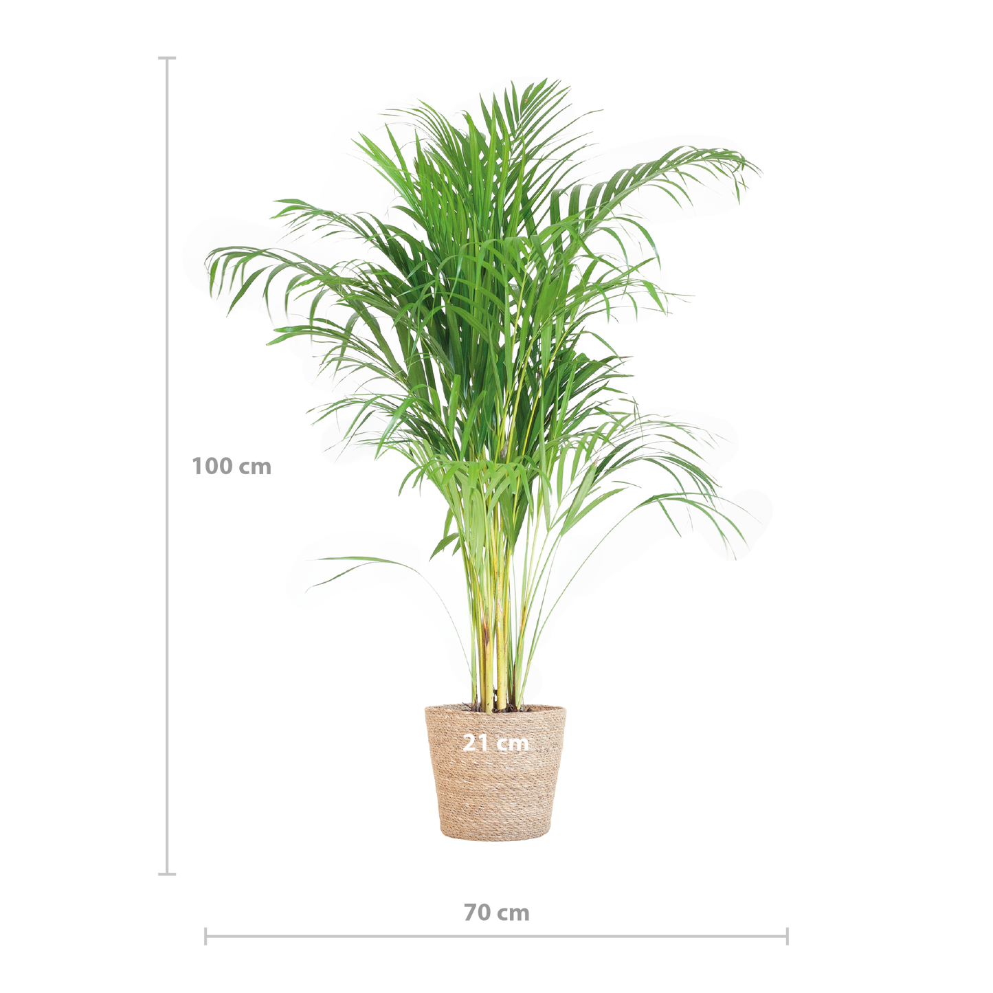 Areca Palm (Dypsis) mit Sofia-Korb natur - 100cm - Ø21 - Pflanzfix24