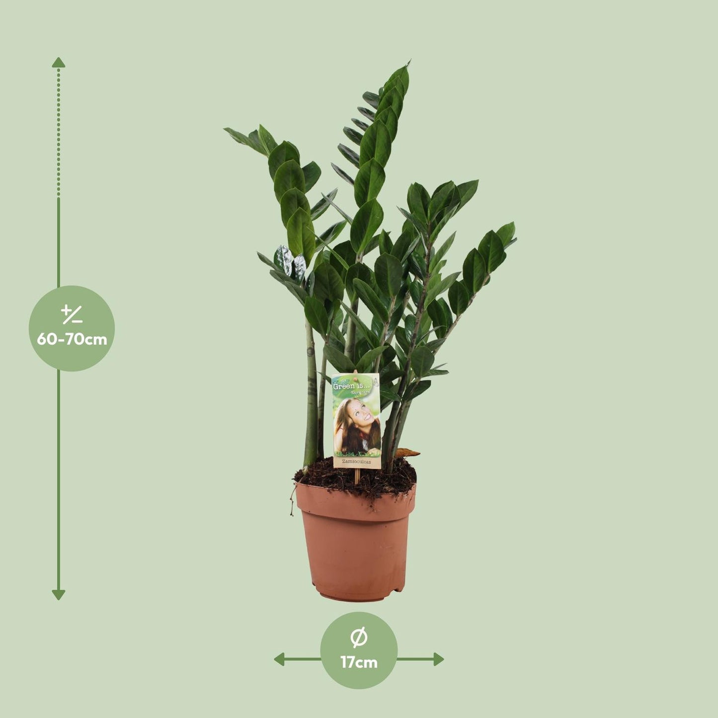 Zamioculcas Ø17cm, 70cm – Pflegeleichte ZZ-Pflanze | Pflanzfix24.de - Pflanzfix24.de