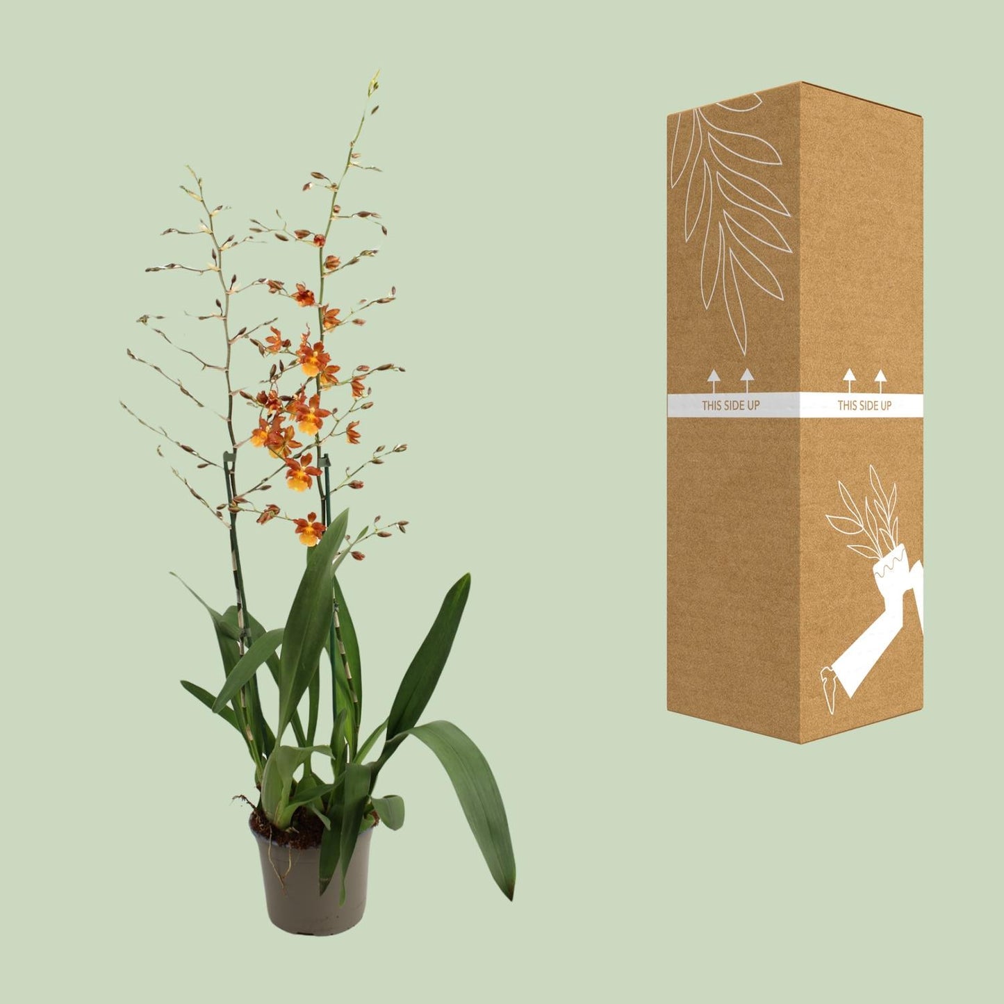 Catatante 2 Tak Toef 17 Cm - Ø17cm - ↕80cm - Pflanzfix24