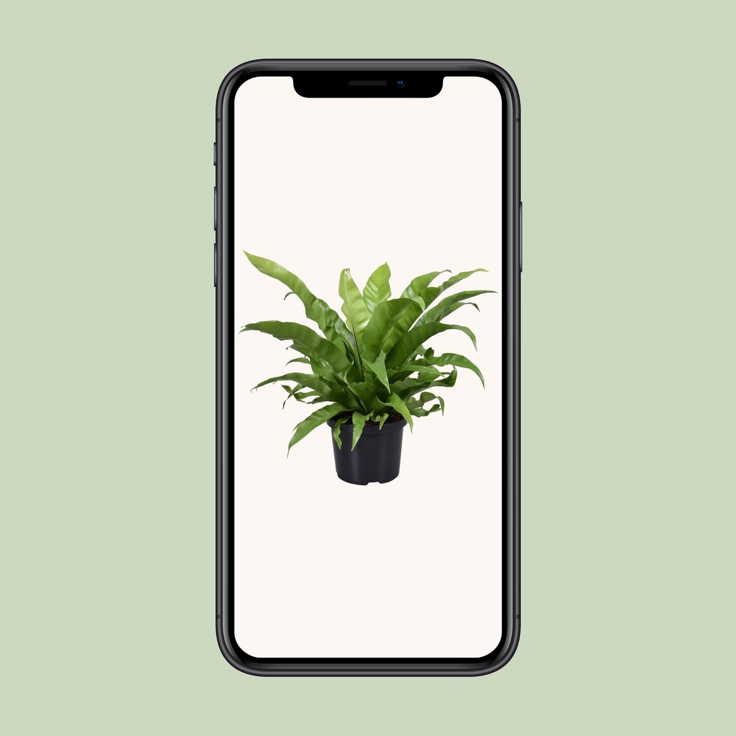 Asplenium Antiquum - Ø23cm - Pflanzfix24.de - Pflanzfix24.de