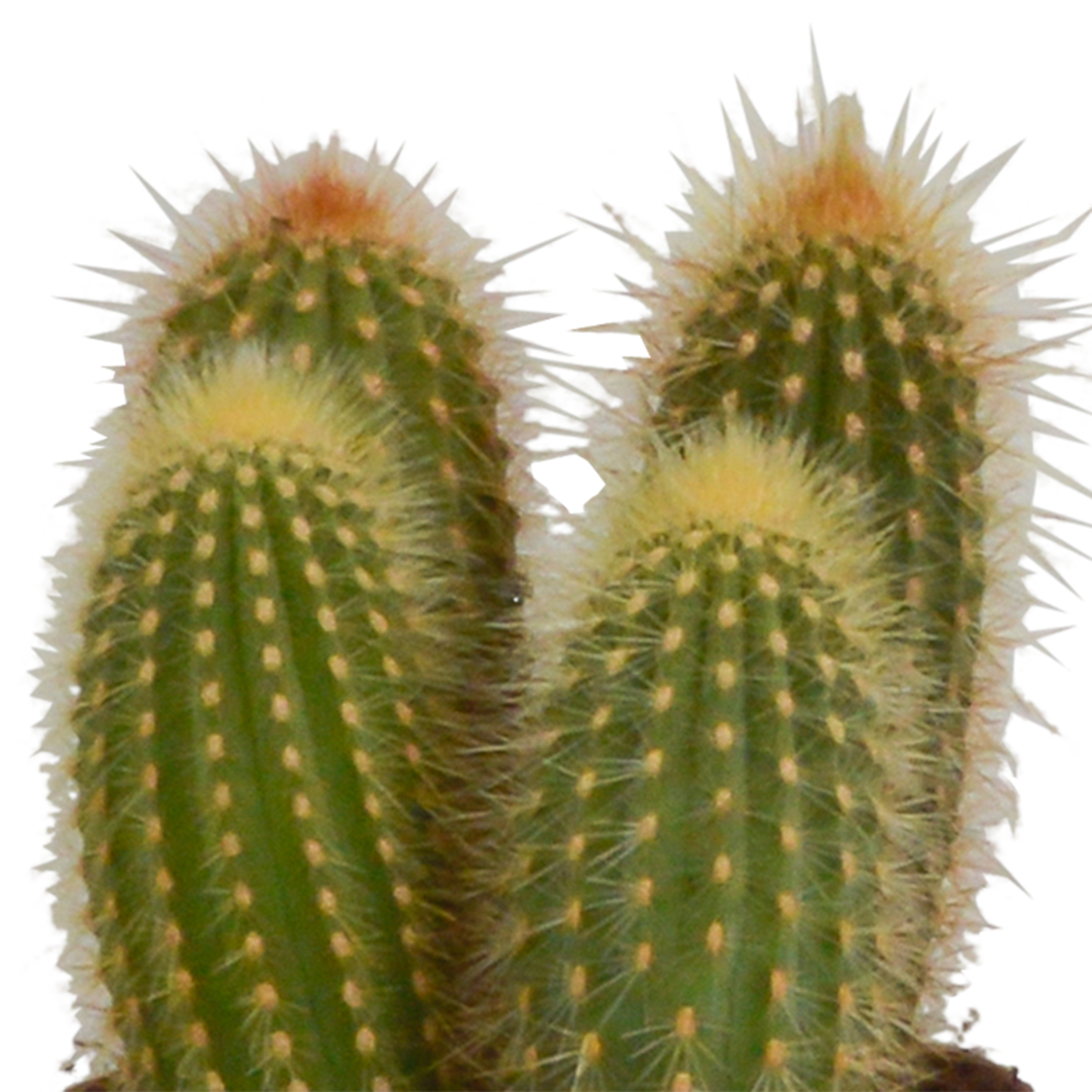 Cereus-Mischung 10,5 cm - 3x - zonder pot - Pflanzfix24.de - Pflanzfix24.de