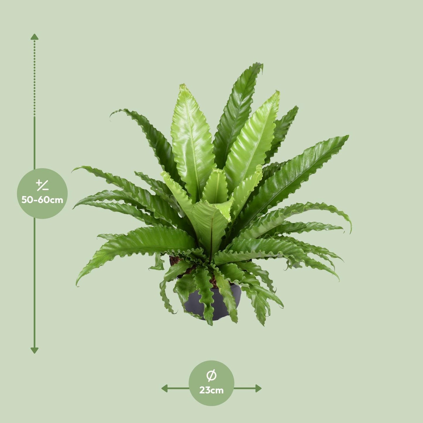 Asplenium Antiquum Osaka - Ø23cm - ↕60cm - Pflanzfix24.de - Pflanzfix24.de