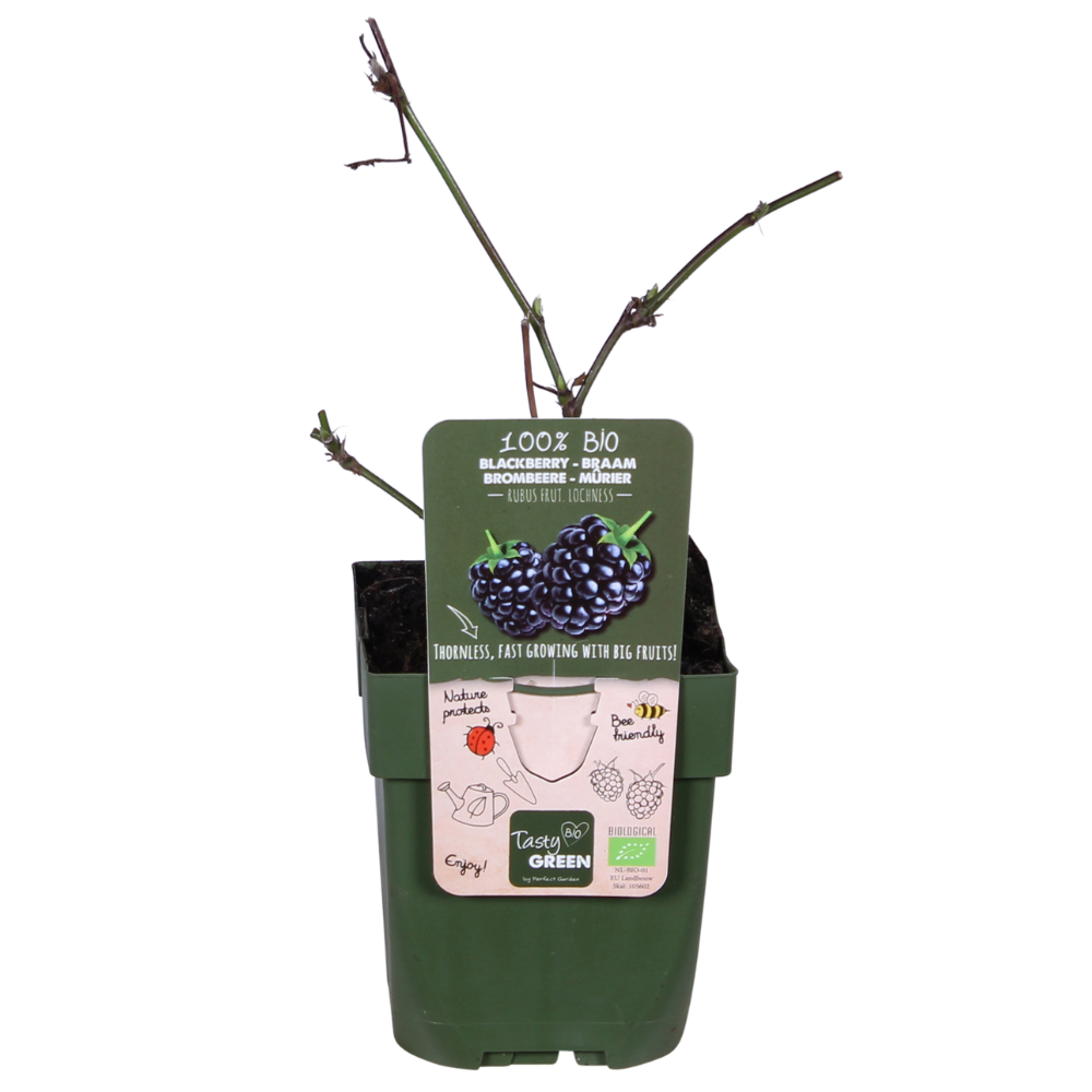 Rubus Lochness - Ø13cm - ↕45cm - Pflanzfix24