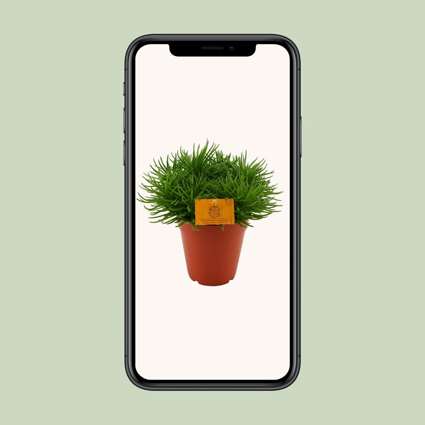 Senecio Himalaya - Ø15cm - ↕25cm bei Pflanzfix24