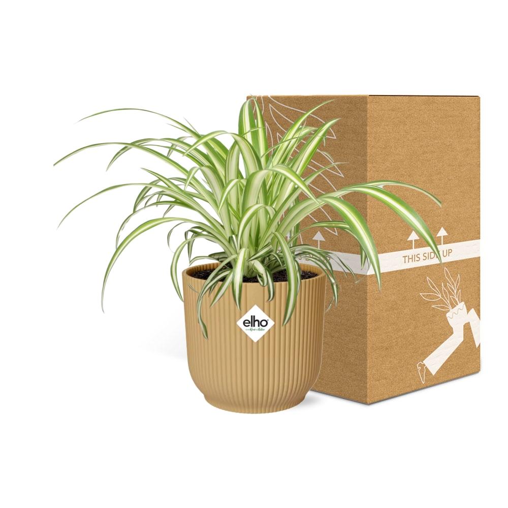 Chlorophytum Comosum Variegatum - Pflanzfix24
