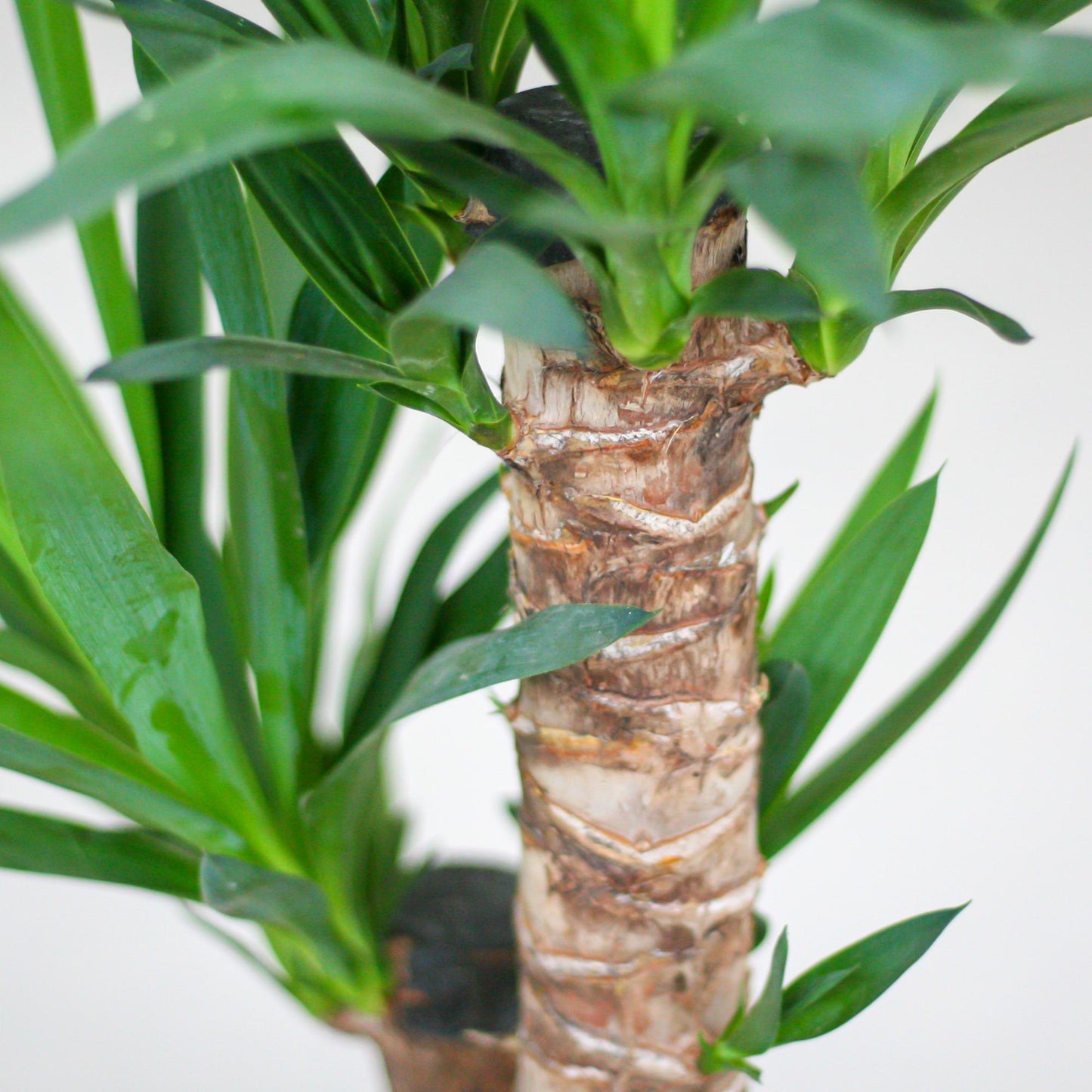 Yucca Elephantipes 90cm mit weißem Korb - pflanzfix24