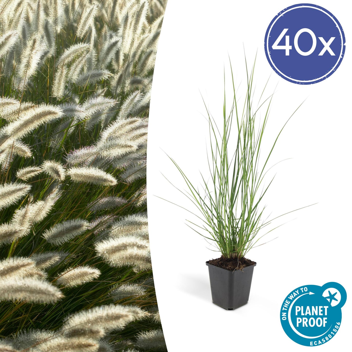 40x Pennisetum alopecuroides 'Hameln' - Ziergras - Pflanzfix24.de - Pflanzfix24.de