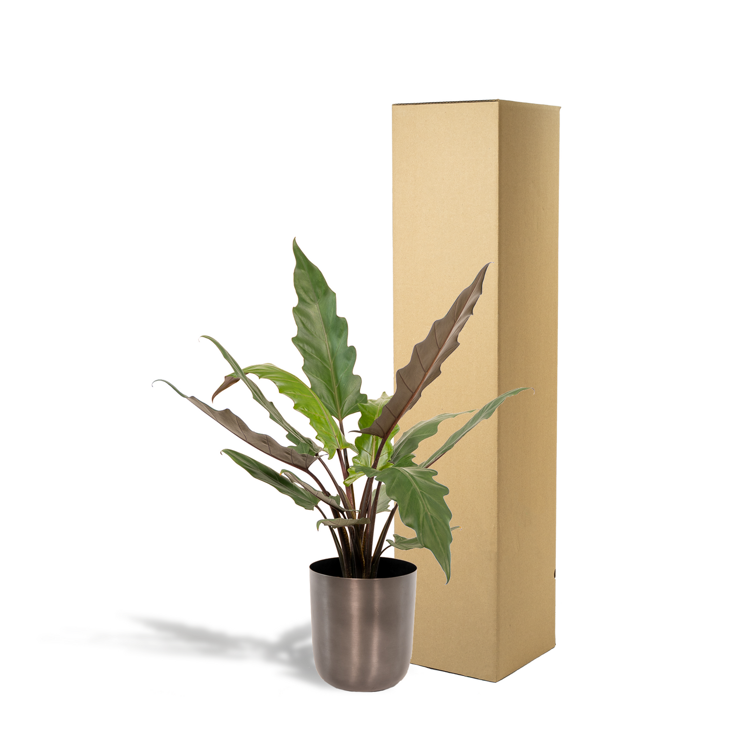 Alocasia Lauterbachiana - Ø19cm - ↕80cm + Topf Mayk Lead - Pflanzfix24