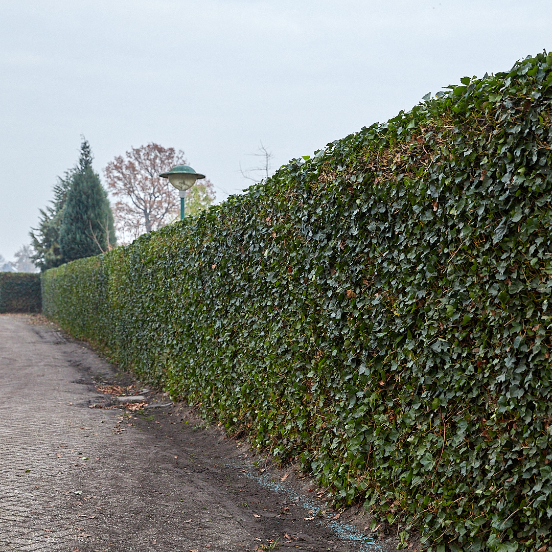 Hedera Hibernica Fertighecke - 150 cm - Pflanzfix24.de - Pflanzfix24.de