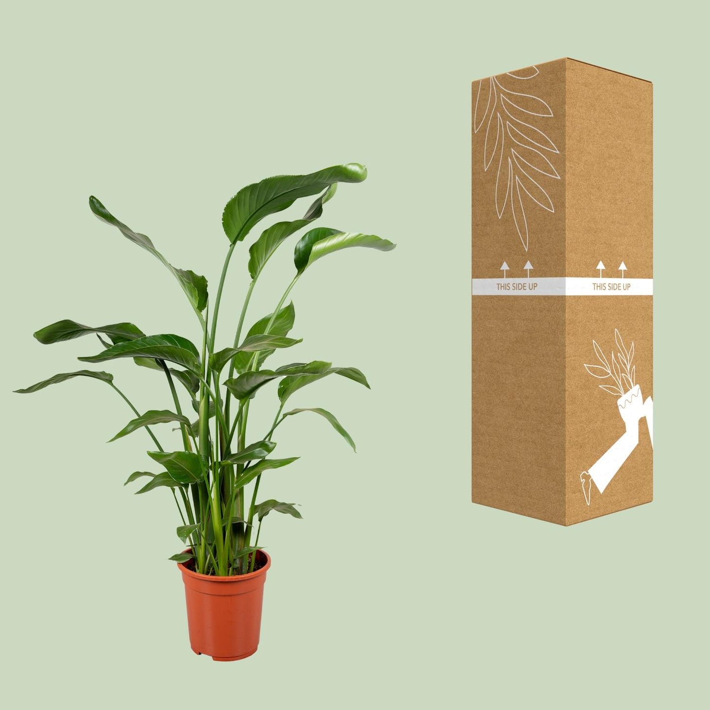 Strelitzia Nicolai 4 Stek 100-120cm - Pflanzfix24