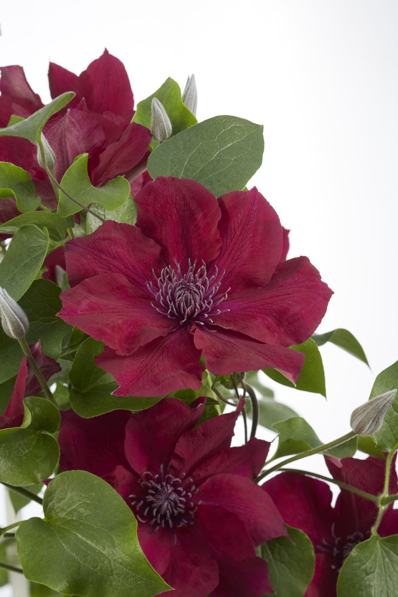 Clematis Nubia - Clematis Evison Rot - Ø15cm - ↕65cm - Pflanzfix24.de - Pflanzfix24.de