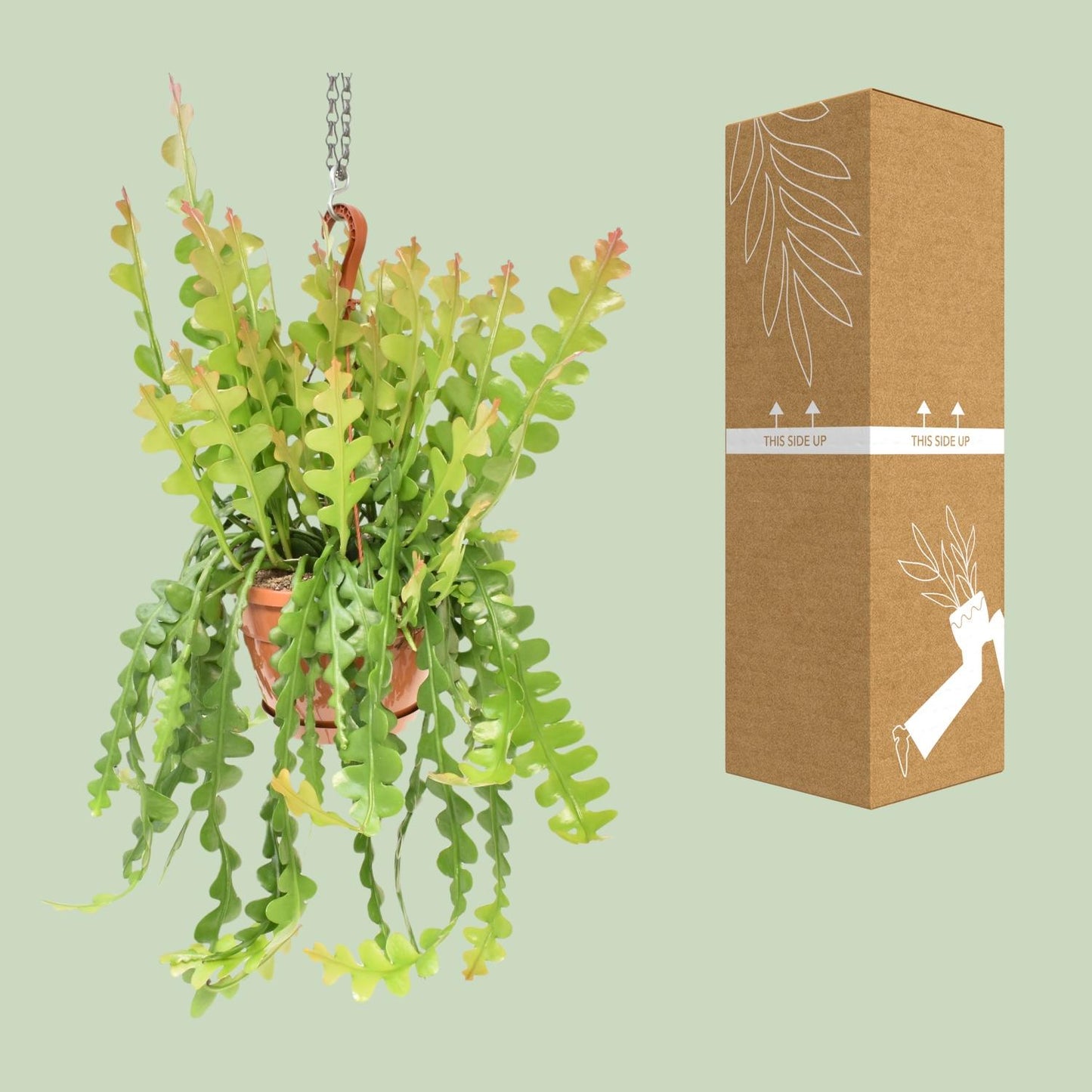 Epiphyllum Anguliger - Ø21cm - pflanzfix24