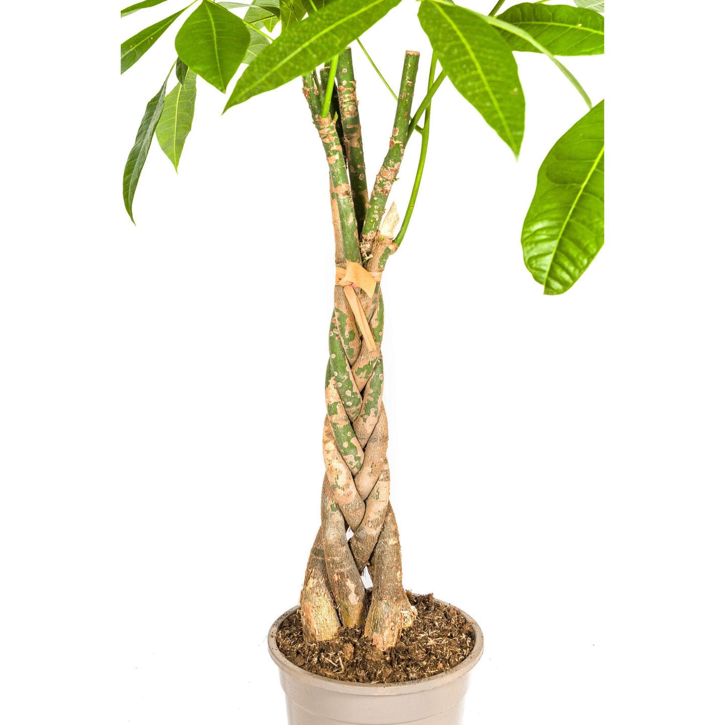 Pachira Aquatica Geldbaum Ø21cm 90-110cm – Pflanzfix24