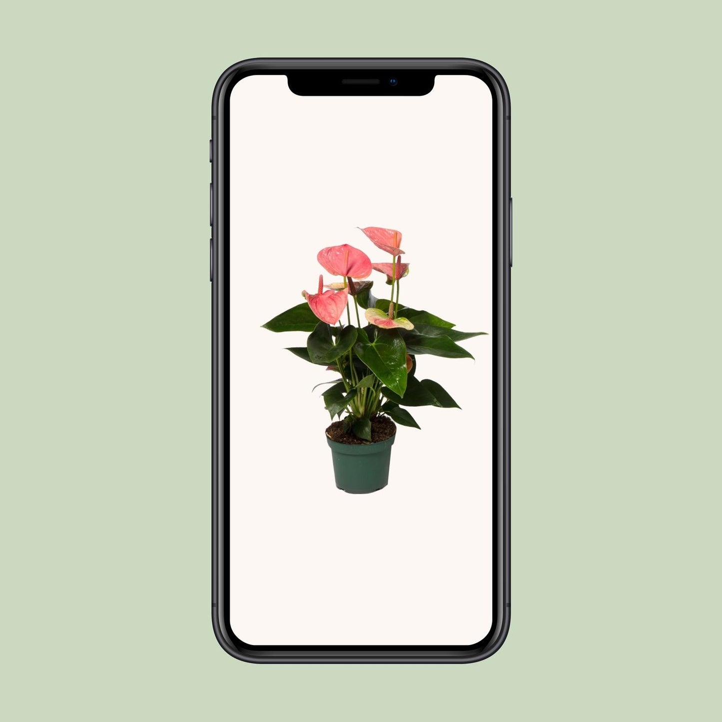 Anthurium Sweet Dream - Ø12cm - ↕35cm - Pflanzfix24.de - Pflanzfix24.de