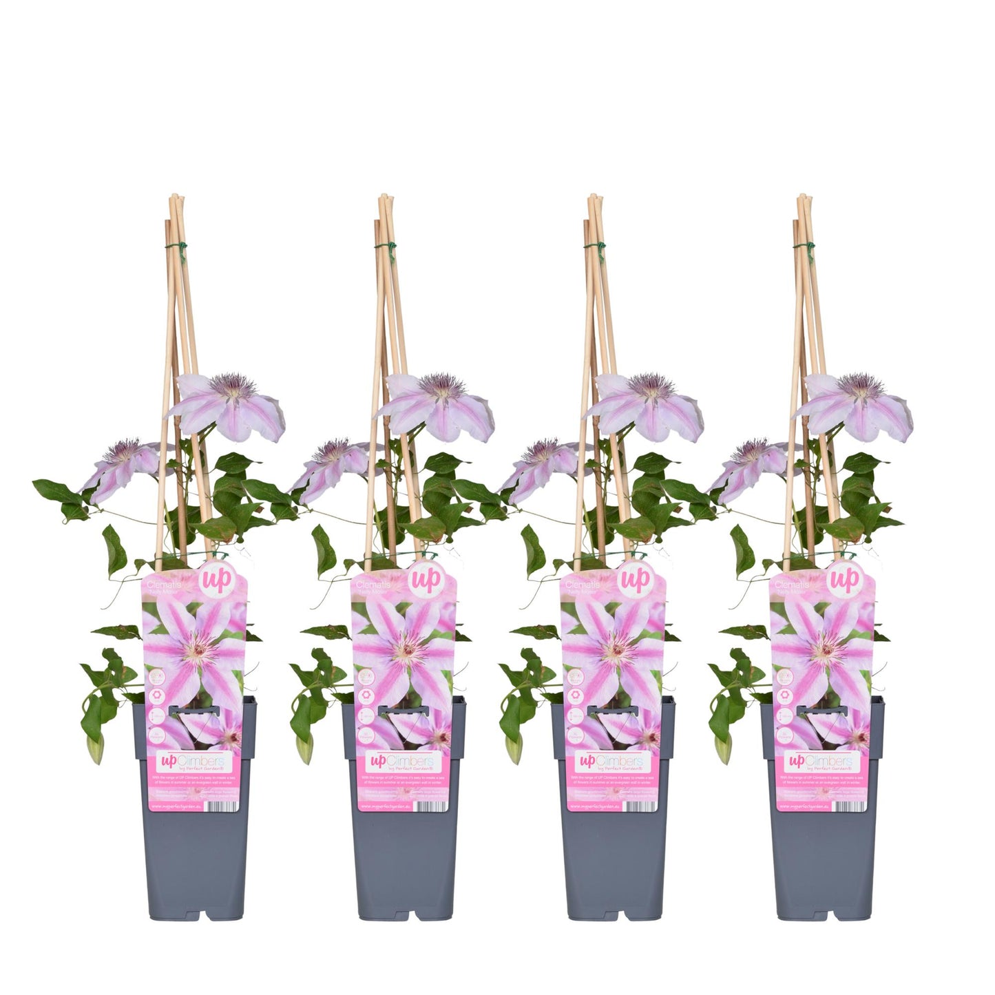 4x - Clematis Nelly Moser - ↨65cm - Ø15 - Pflanzfix24.de - Pflanzfix24.de