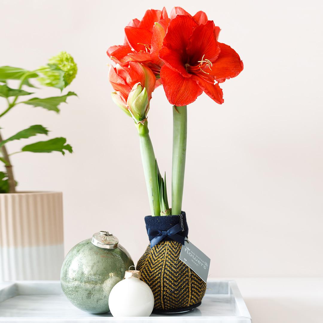 No Water Flowers® (wax amaryllis) | Fashionz Elegant - Gold + Red flower - Pflanzfix24