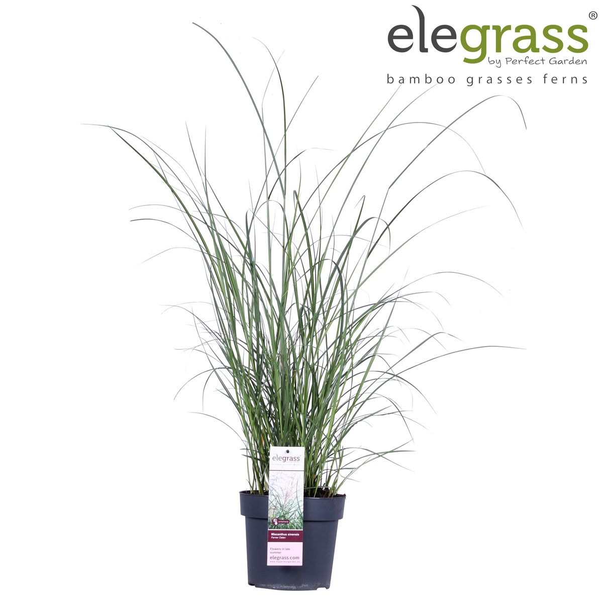 Miscanthus sinensis Ferner Osten Ziergras Ø19cm | Pflanzfix24.de - Pflanzfix24.de