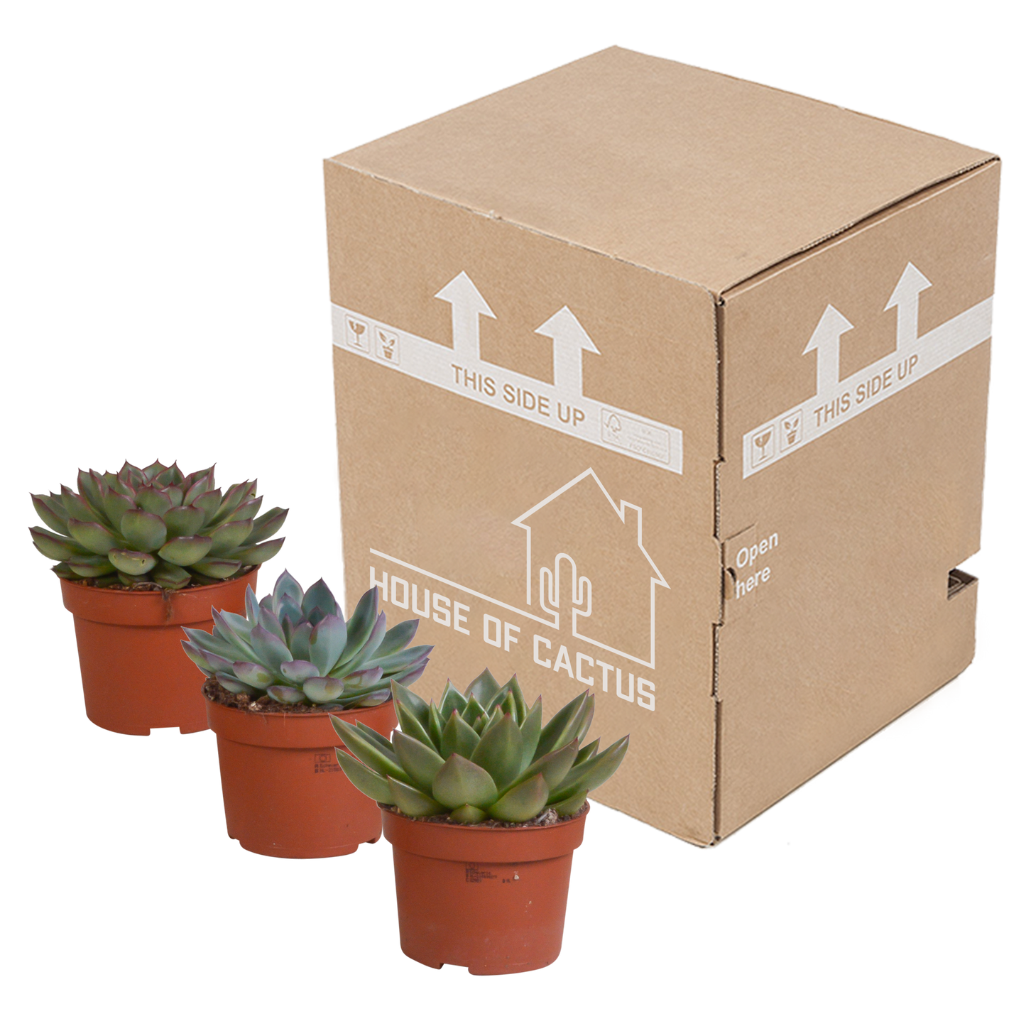 Echeveria-Mix 10,5 cm - 3x - zonder pot - Pflanzfix24.de - Pflanzfix24.de