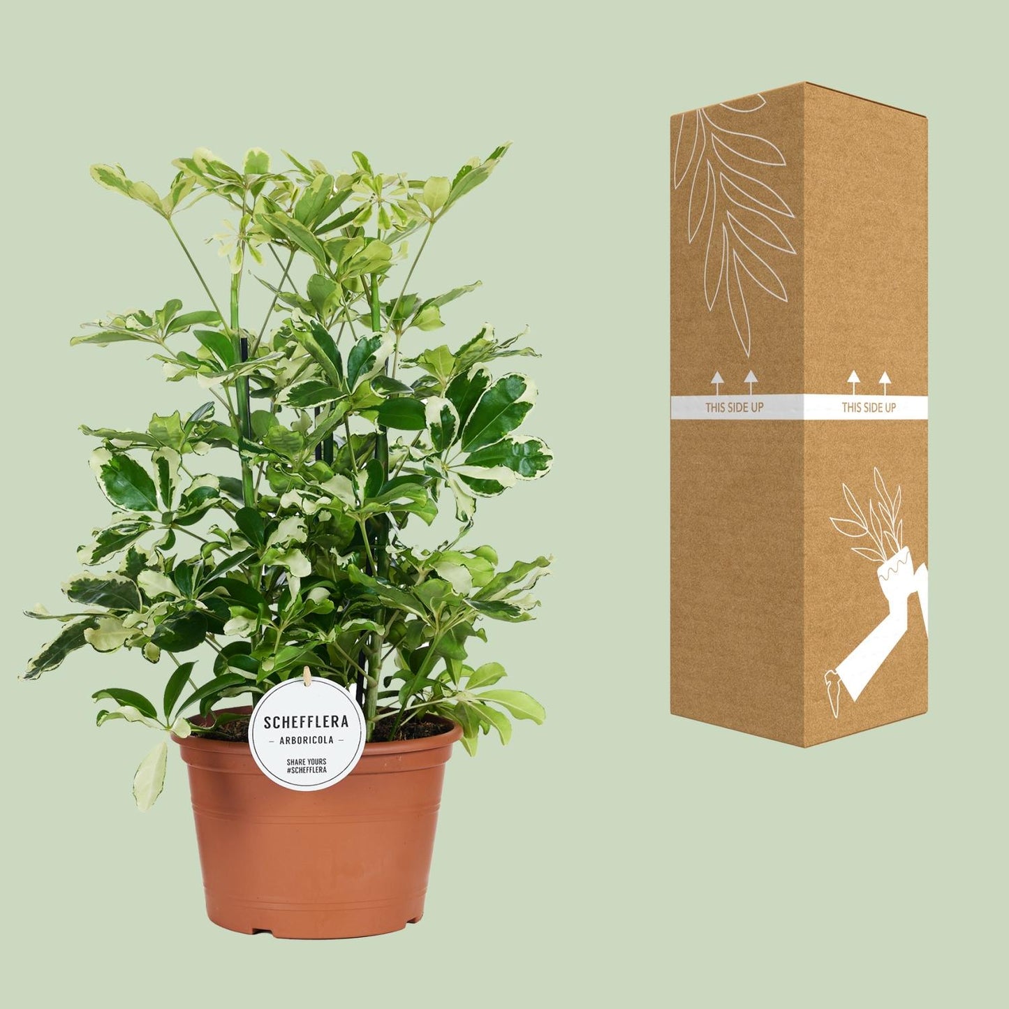 Schefflera Charlotte - Ø21cm - ↕55cm - Pflanzfix24