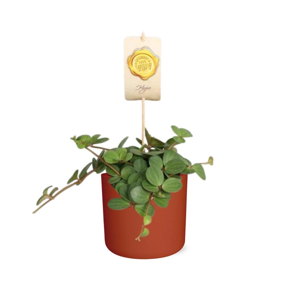 Peperomia ‘Hope’ in ELHO b.for soft rond 14cm brique - Pflanzfix24
