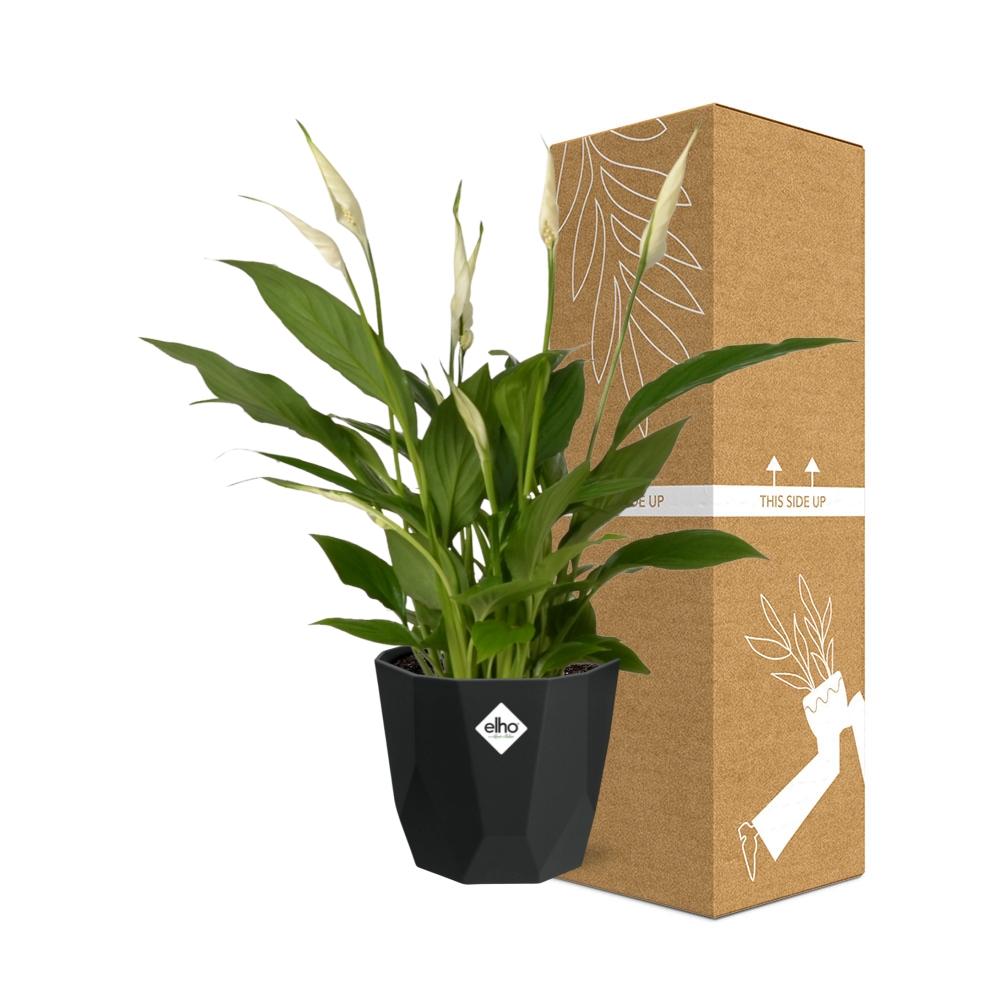 Spathiphyllum 12cm Torelli in 14cm b.for rock living black - Pflanzfix24