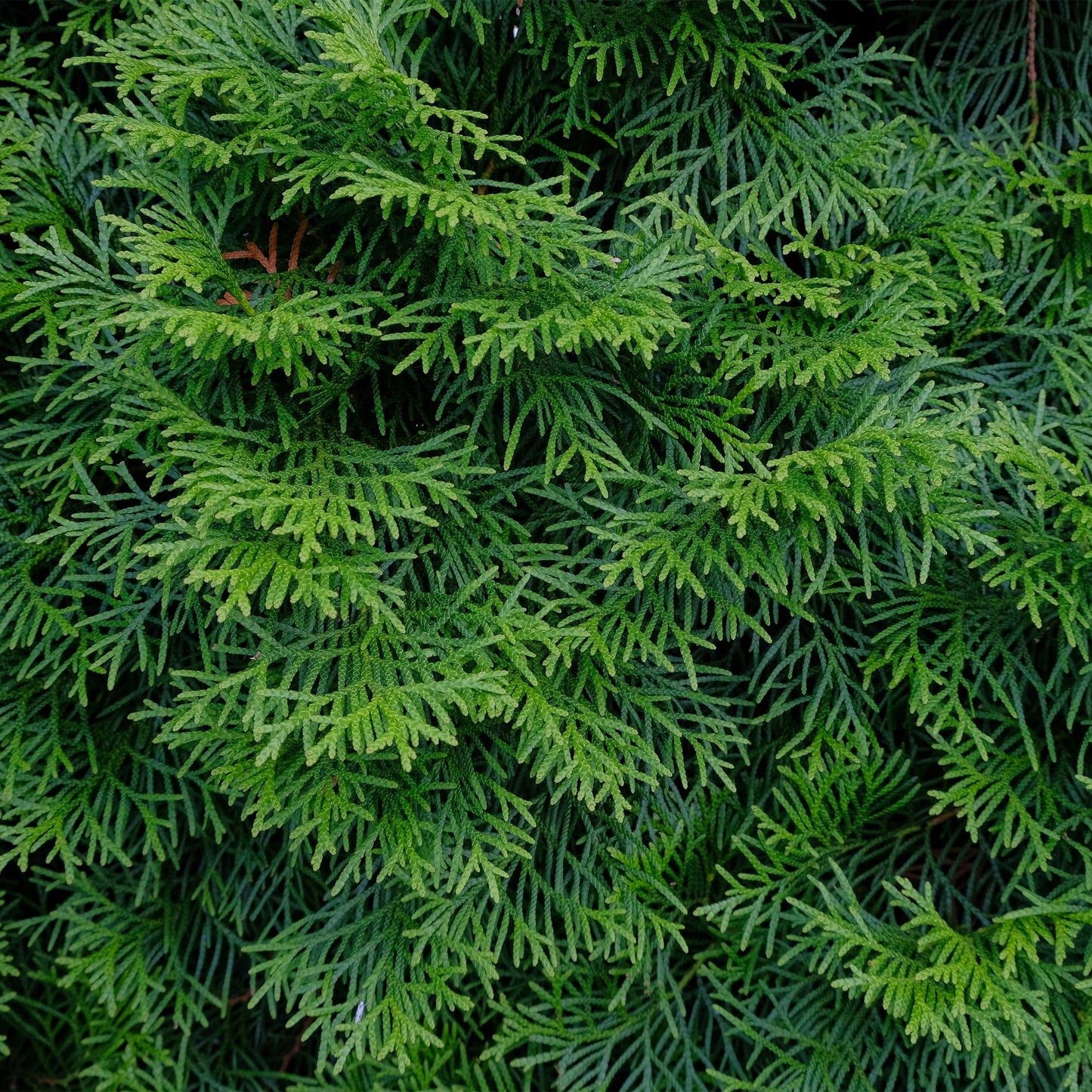 GreenboutiQ - Thuja occidentalis Smaragd Heckenpflanze - 8 Pflanzen - Pflanzfix24.de - Pflanzfix24.de