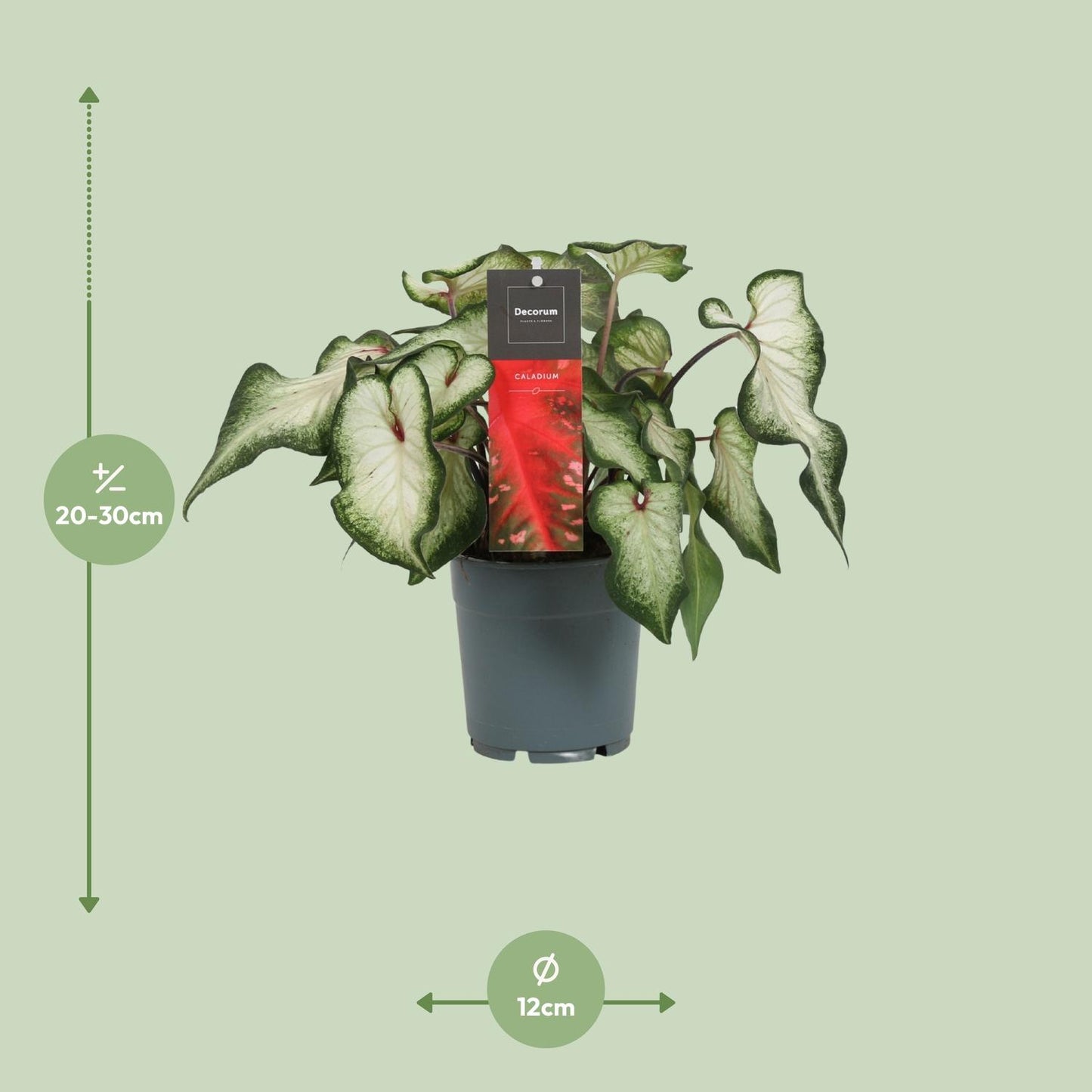 Caladium White Wonder - Ø12cm - Pflanzfix24