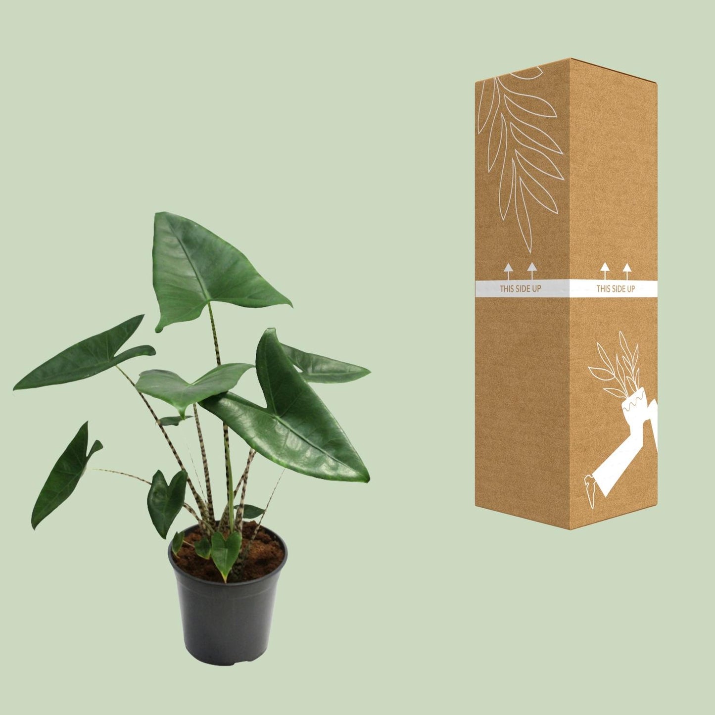 Alocasia Zebrina - Ø21cm - ↕80cm bei Pflanzfix24