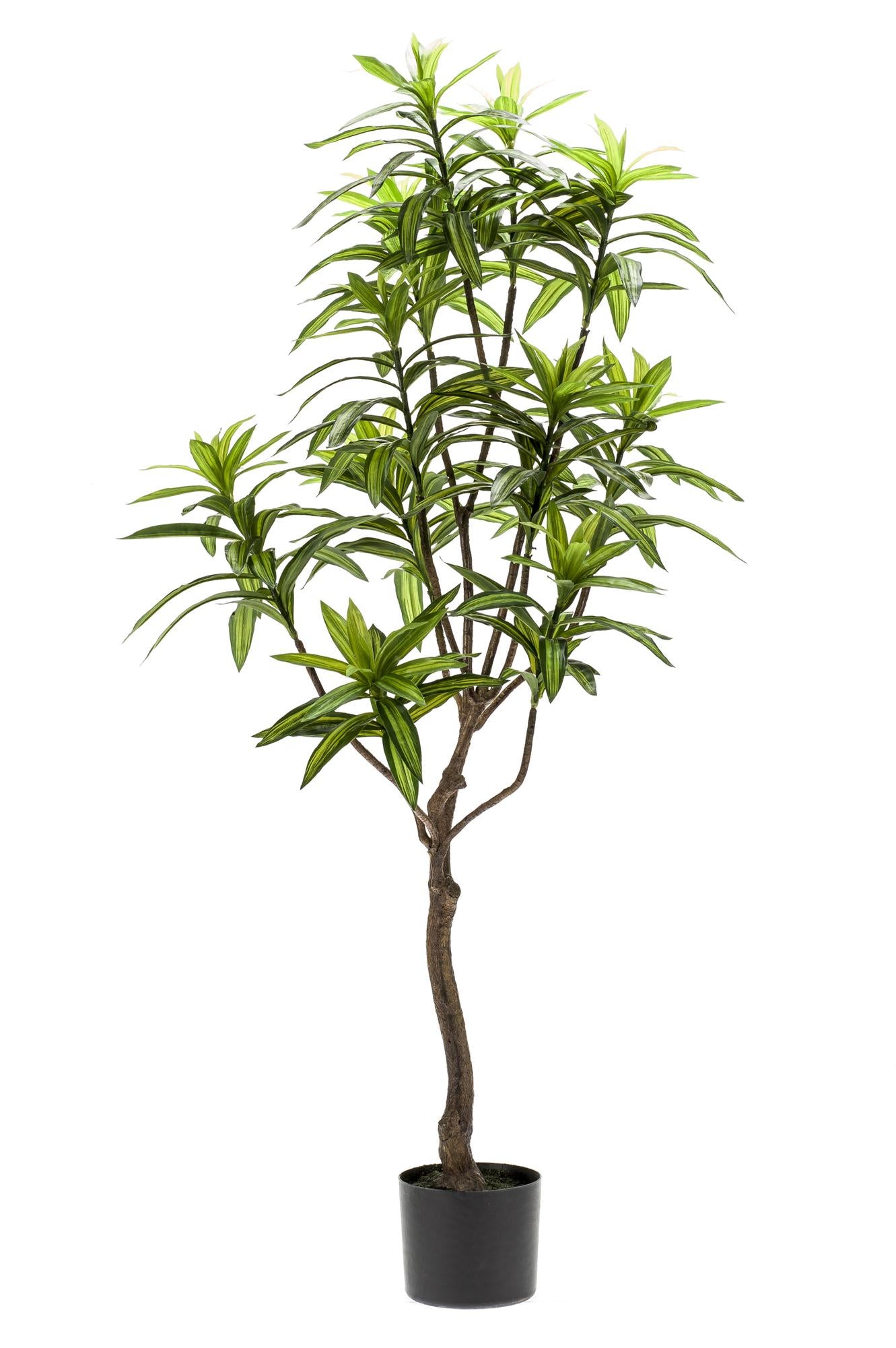 Dracaena Kunstpflanze 130cm – Drachenbaum | Pflanzfix24.de - Pflanzfix24.de
