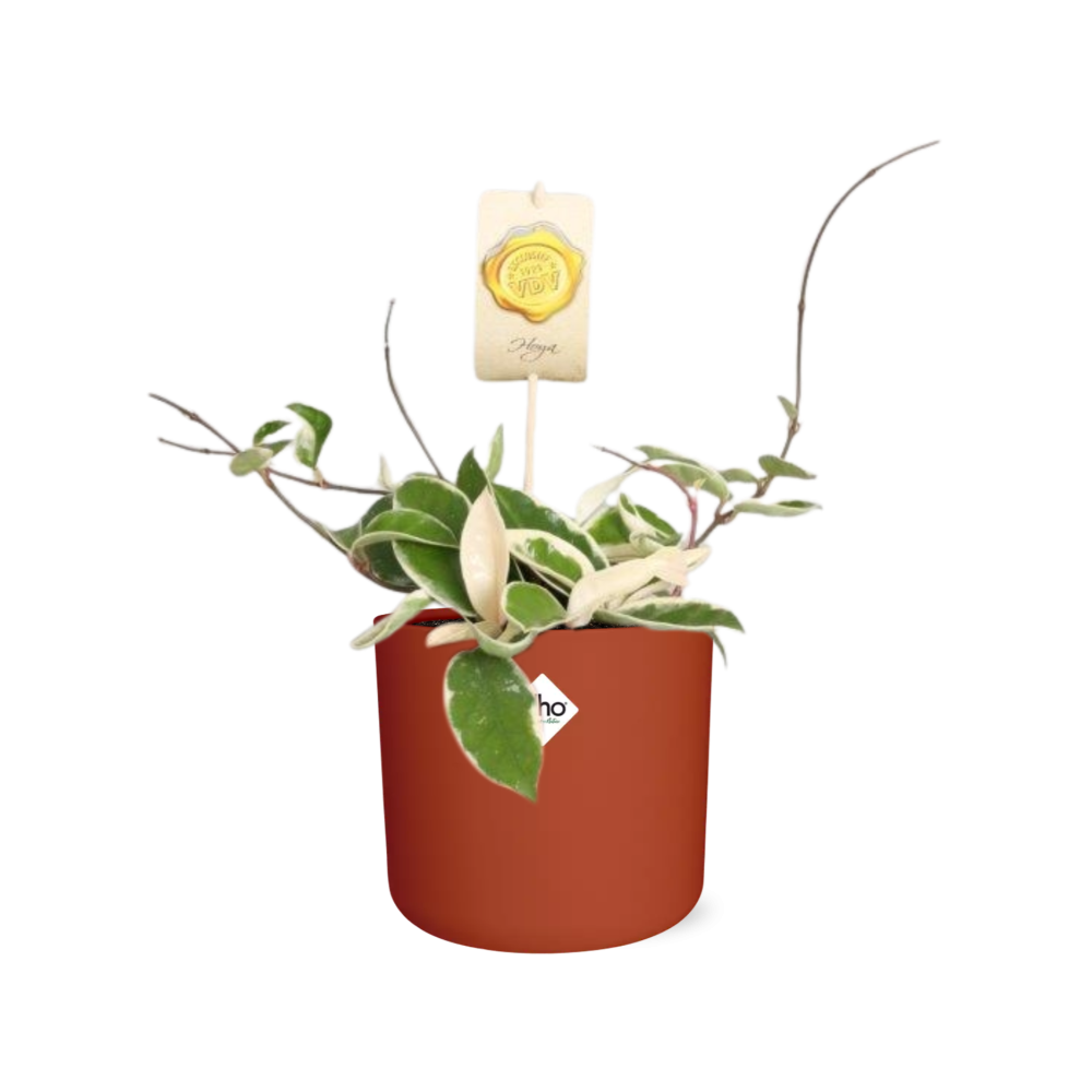 Hoya Carn.’Krimson Queen’ in ELHO b.for soft rond 14cm brique - Pflanzfix24