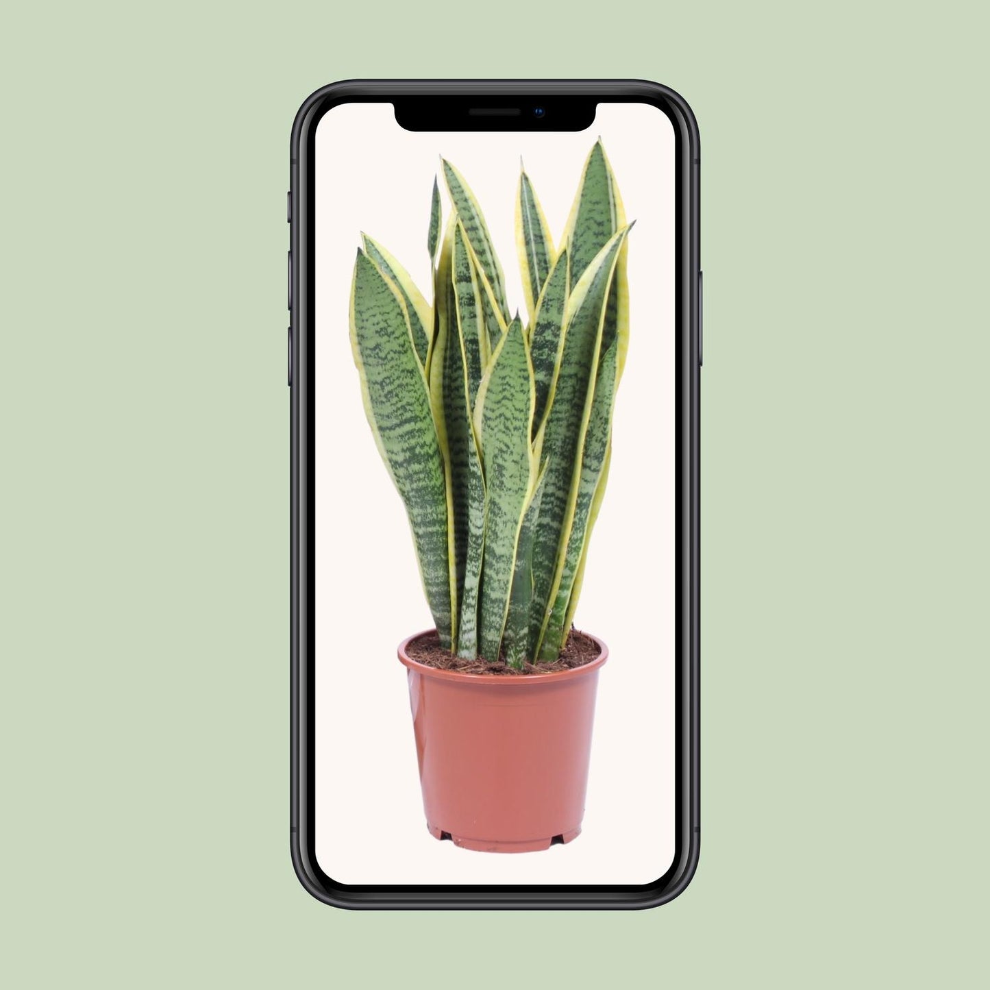 Sansevieria Trifasciata Laurentii Ø14cm | Luftreinigende Zimmerpflanze – Pflanzfix24.de - Pflanzfix24.de