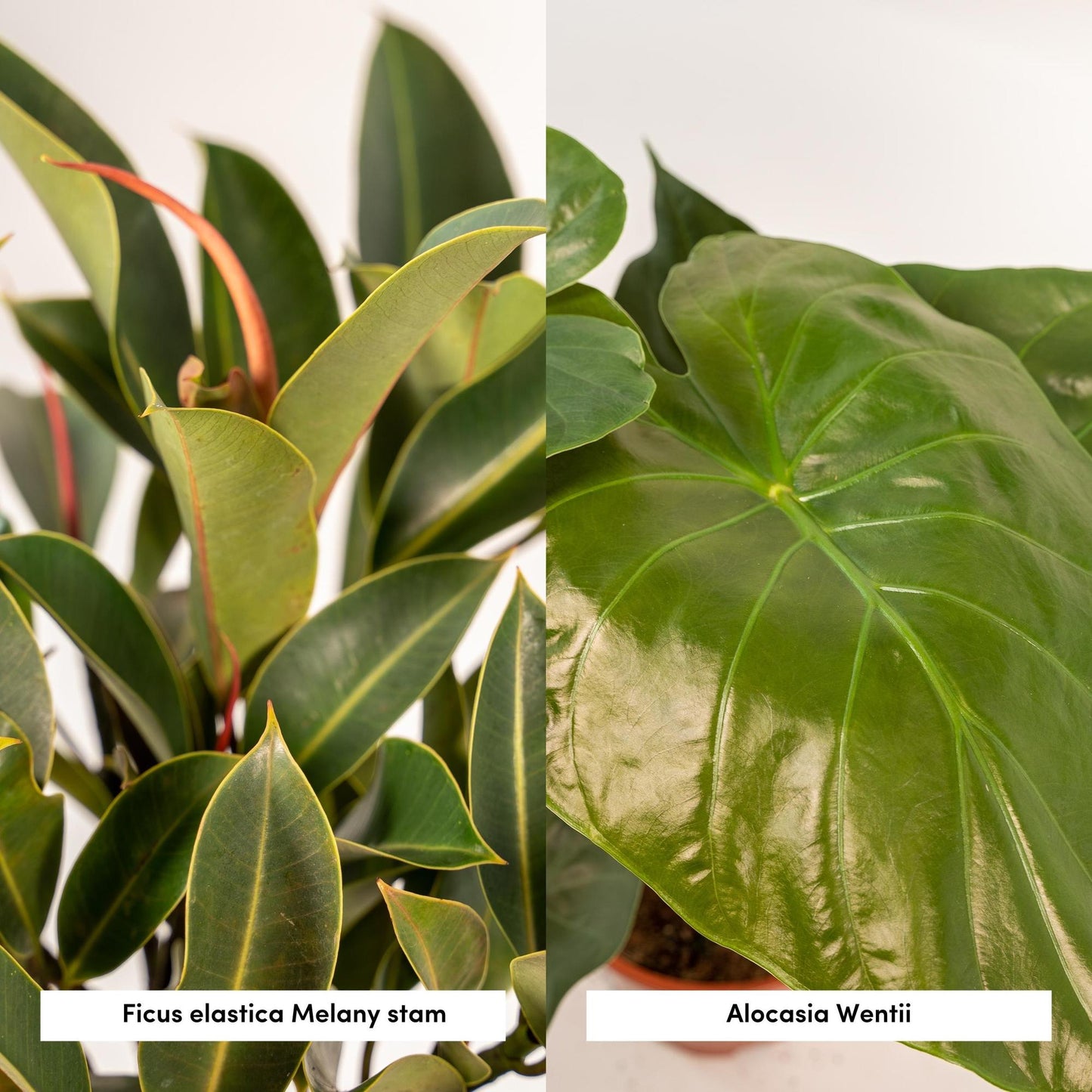 Ficus Elastica Melany & Alocasia Wentii Set - Pflanzfix24