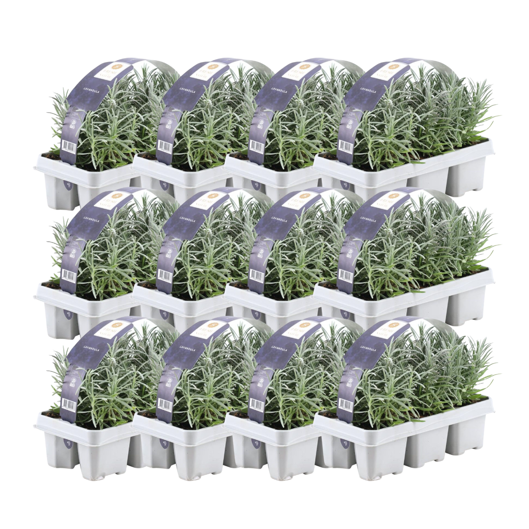 12 x 6er Set Lavendel angustifolia - pflanzfix24