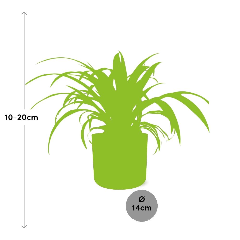 Chlorophytum Comosum Variegatum Spiderpflanze in ELHO b.for soft round 14cm Brick - Pflanzfix24