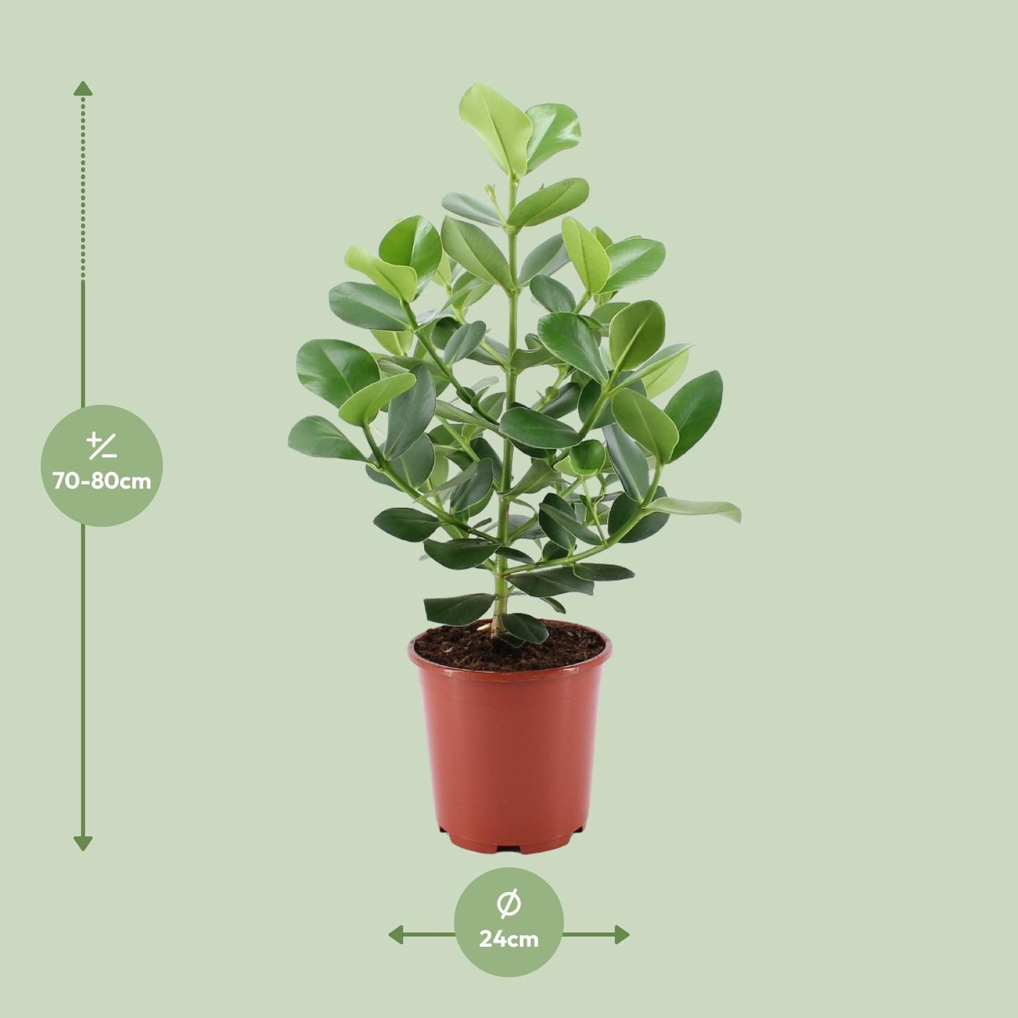Clusia Rosea Princess - Ø24cm - ↕80cm - Pflanzfix24