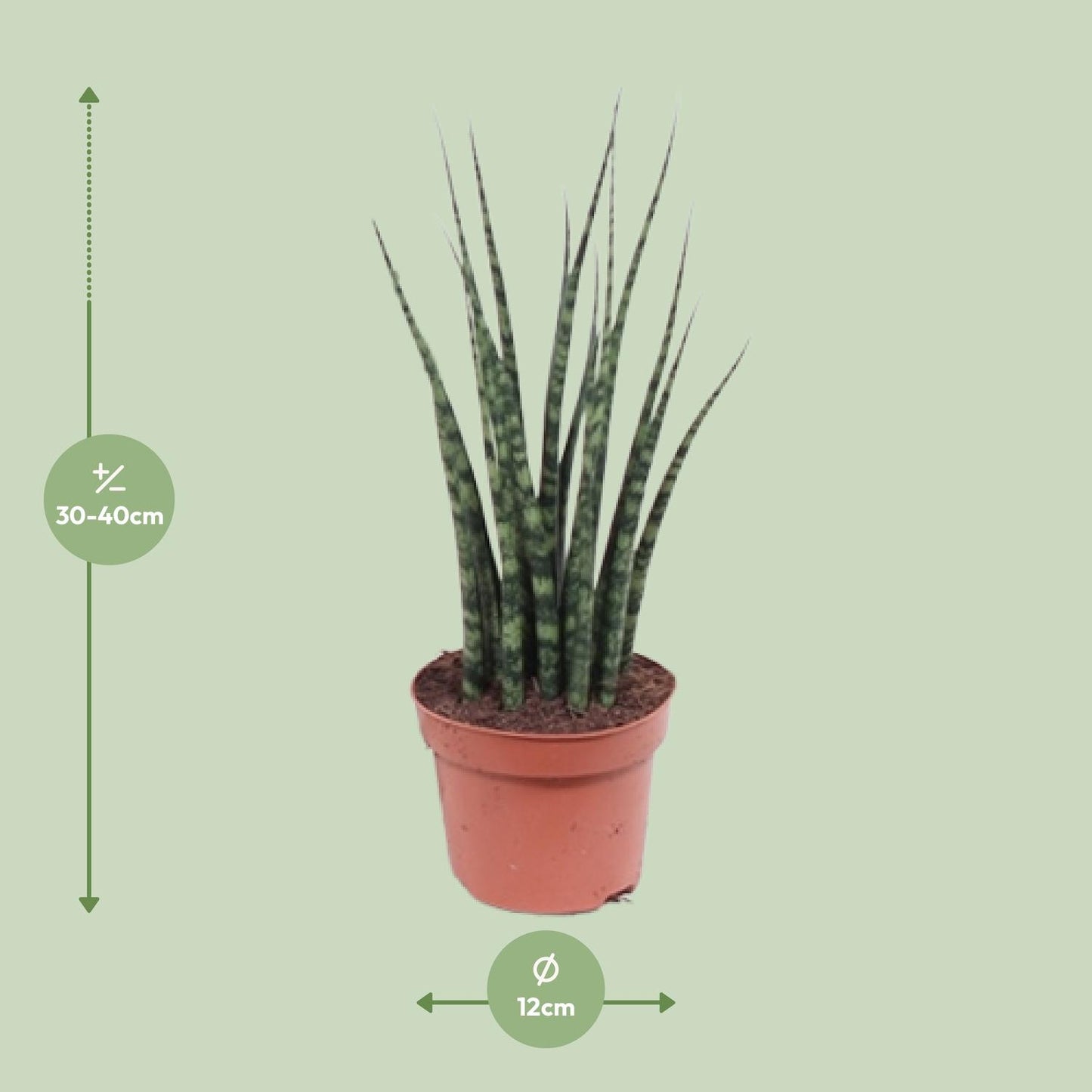 Sansevieria Fernwood Mikado Ø12cm – 40cm hoch | Pflanzfix24.de - Pflanzfix24.de
