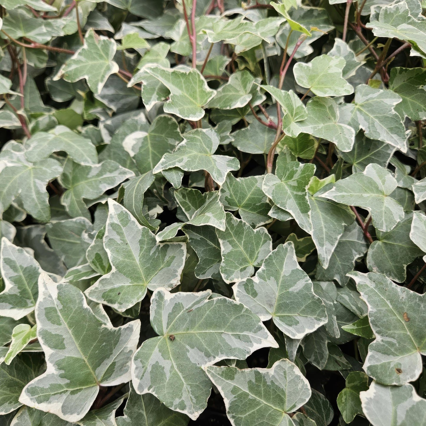 12x Hedera helix 'Glacier' – Efeu mit silberweißen Adern | Pflanzfix24.de - Pflanzfix24.de