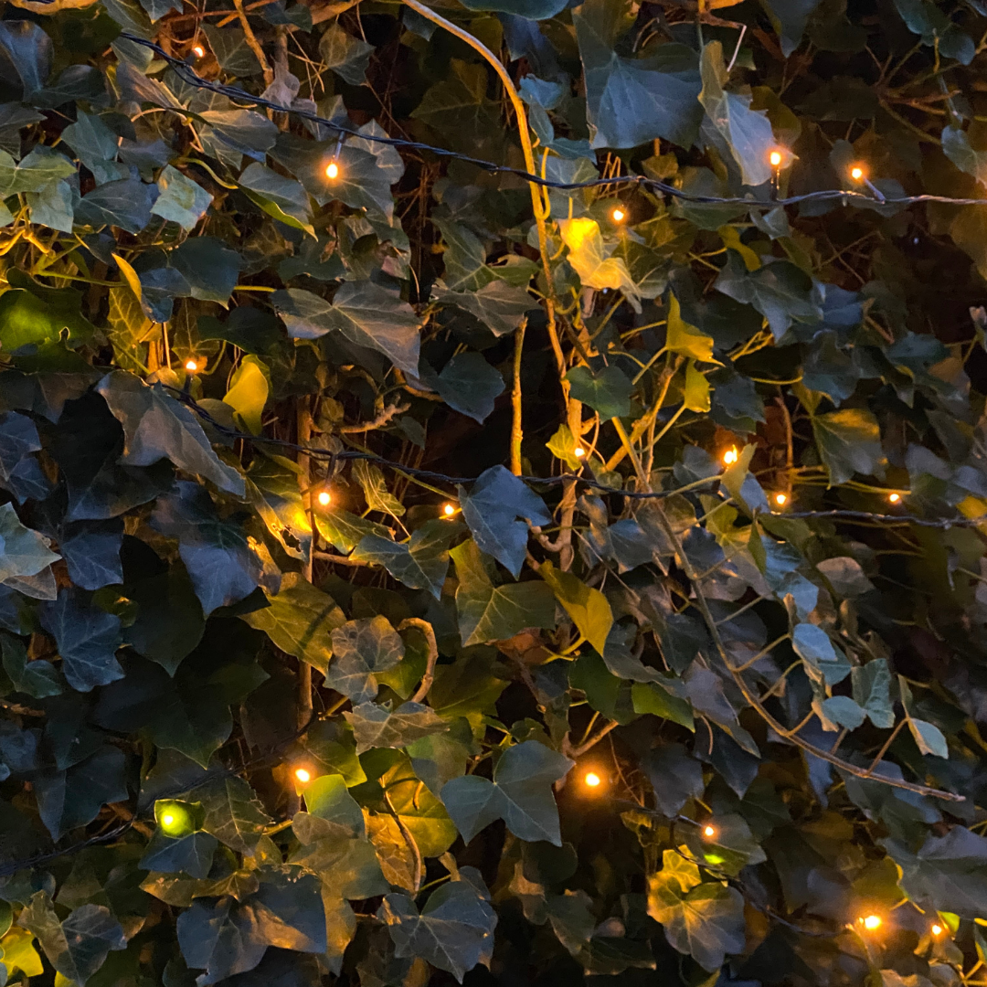 Hedera Hibernica Fertighecke - 150 cm - Pflanzfix24.de - Pflanzfix24.de