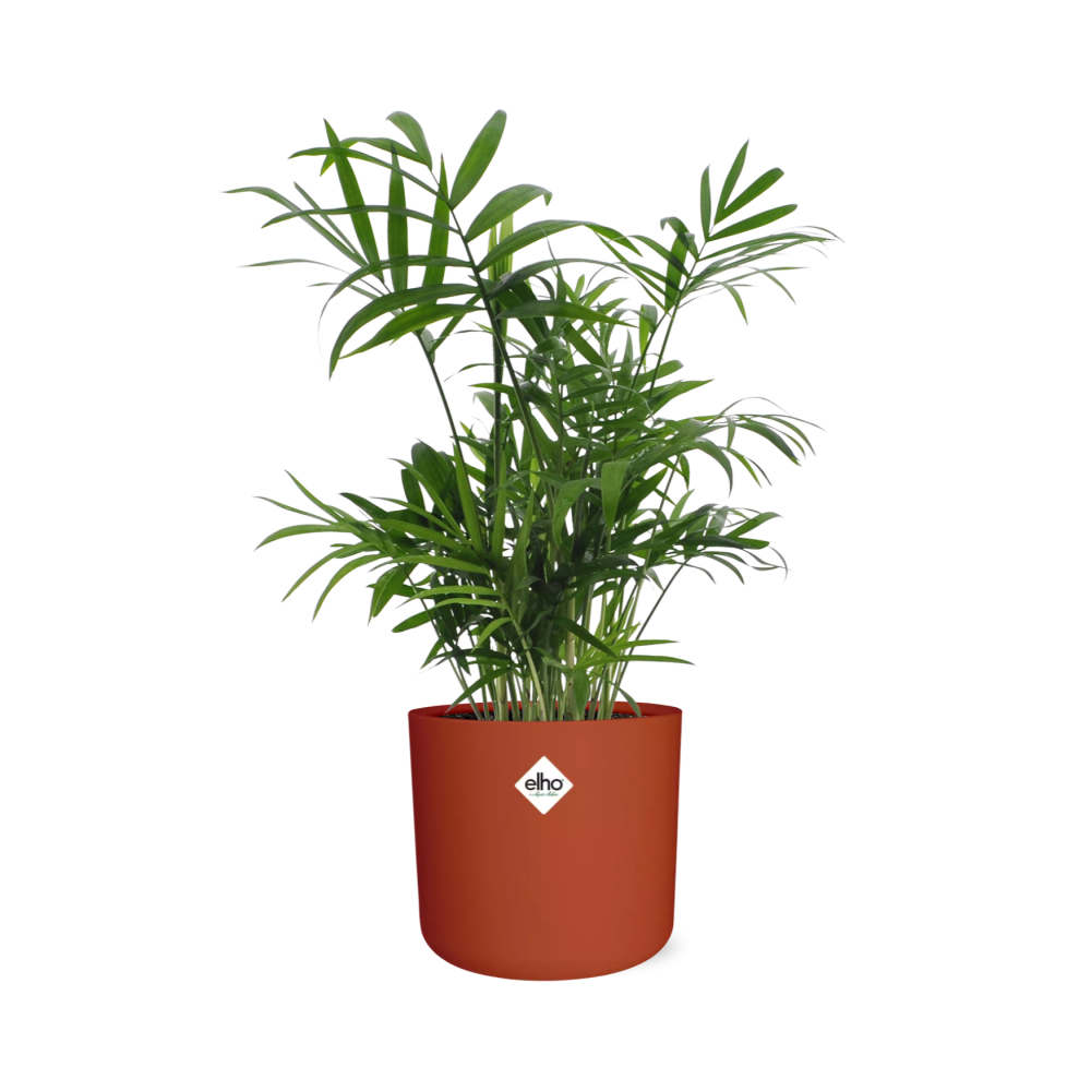 Chamaedorea in ELHO b.for soft rond 14cm brique - Pflanzfix24
