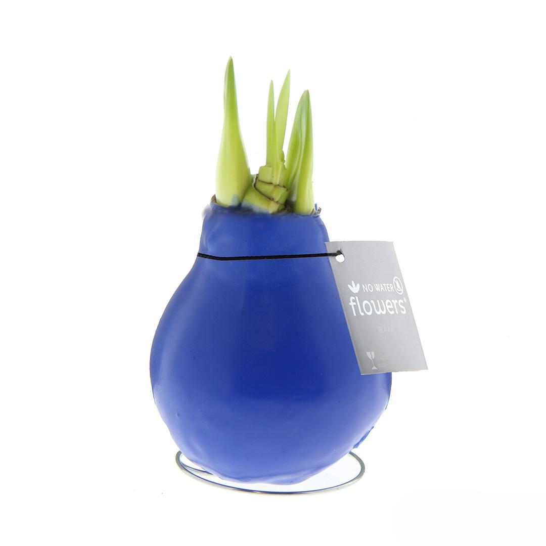 No Water Flowers® (wax amaryllis) | Waxz® Colours - Blue + Red flower - Pflanzfix24