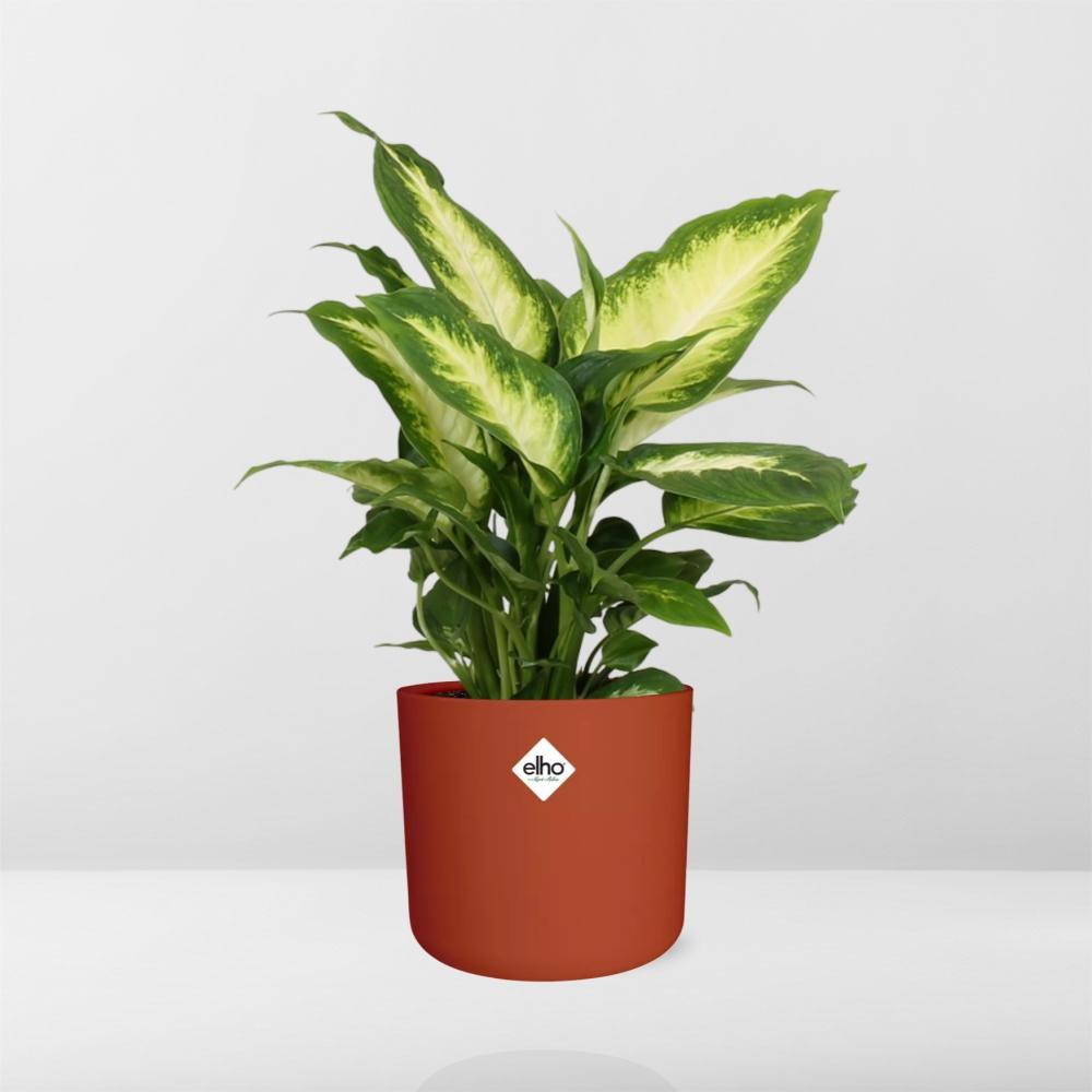 Dieffenbachia 'Camilla' in ELHO b.for soft rond 14cm brique - Pflanzfix24