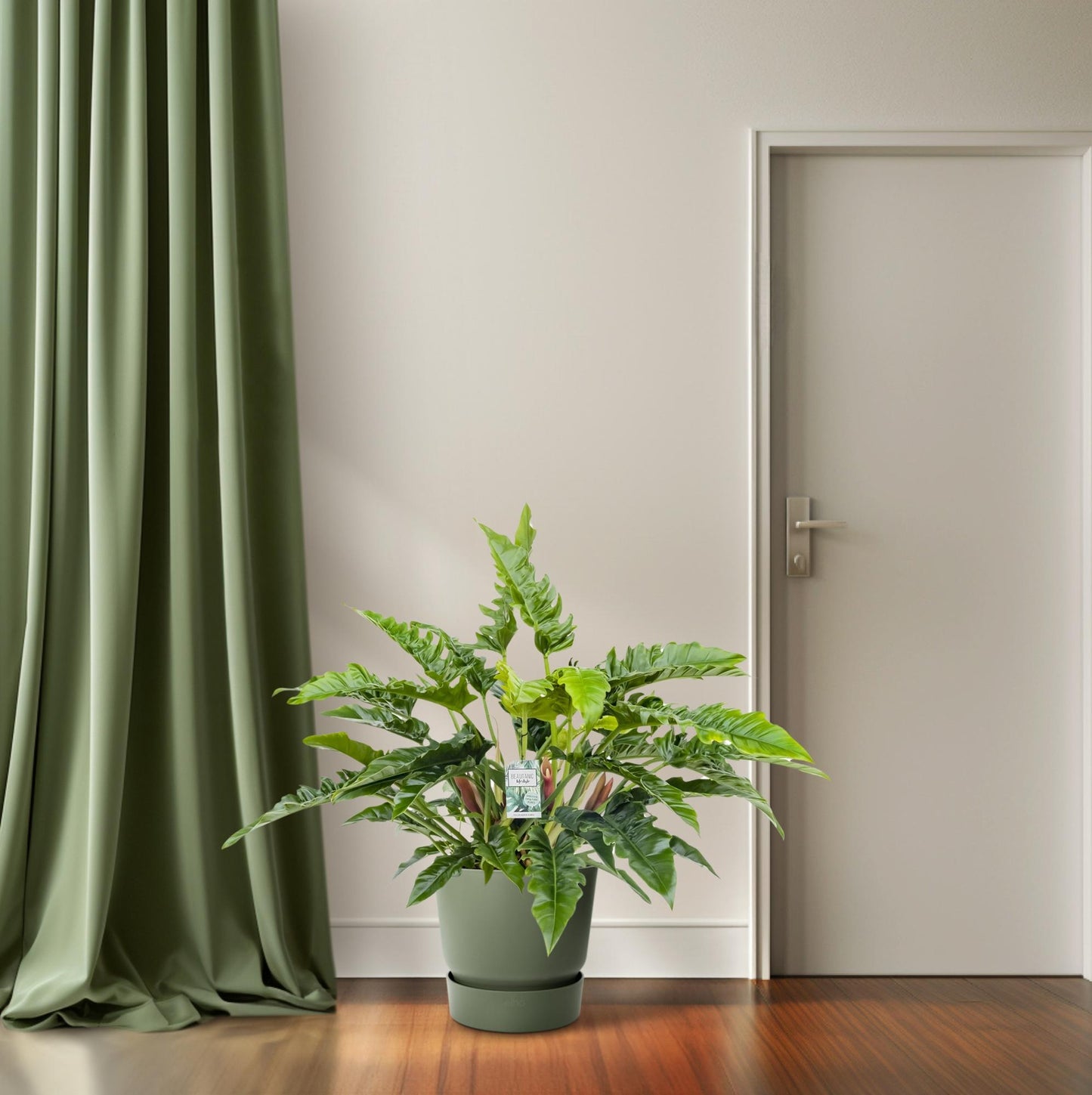 Philodendron Rambo - Ø27cm - ↕65cm bei Pflanzfix24