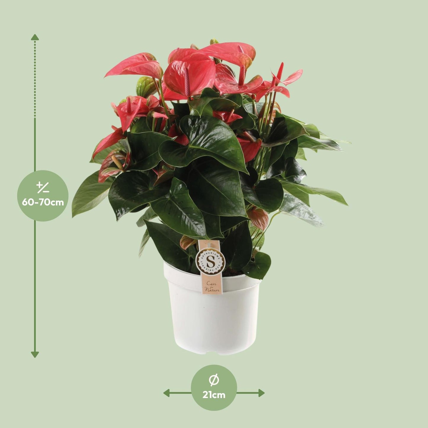 Anthurium Pink Champion - Ø21cm - ↕65cm bei Pflanzfix24