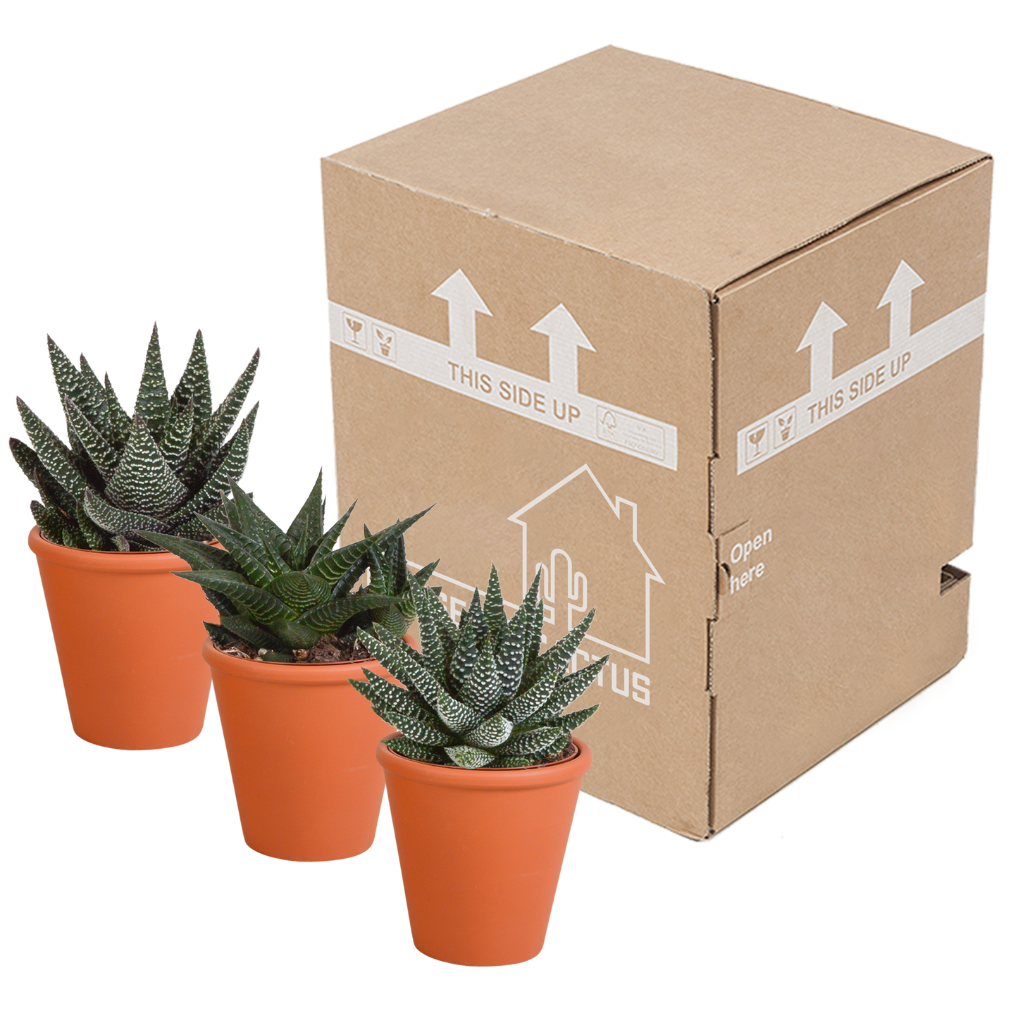 Gasteria/Haworthia-Mischung 8,5cm - 3x - in Terracotta-Topf | Pflanzfix24.de - Pflanzfix24.de