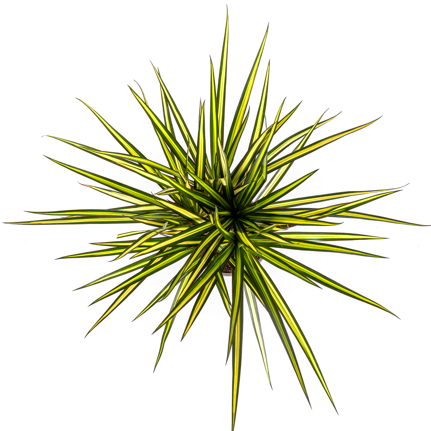 Dracaena Marginata Sunray Ø17cm - Pflanzfix24.de - Pflanzfix24.de