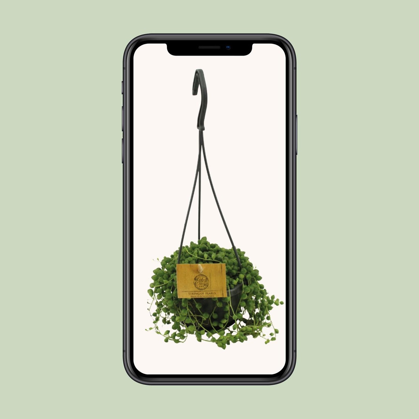 Senecio Rowleyanus - Ø11cm - ↕15cm bei Pflanzfix24