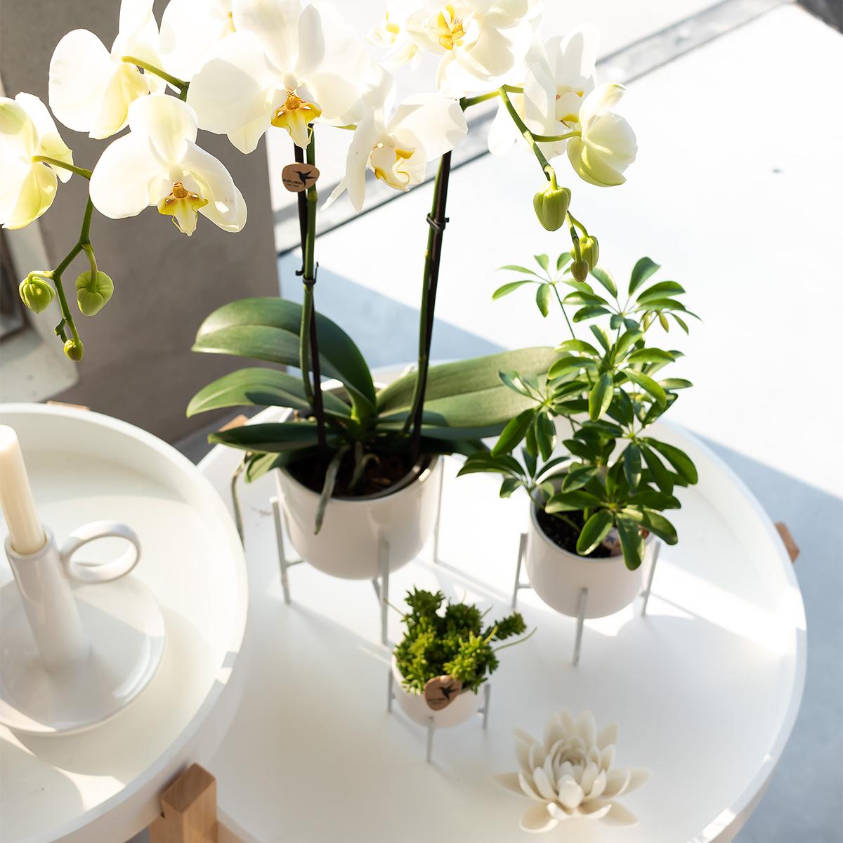 Kolibri Orchids | weiße Phalaenopsis-Orchidee - Dame Blanche - Topfgröße Ø12cm - Pflanzfix24