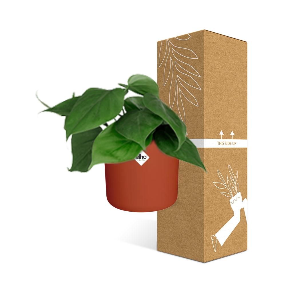 Philodendron Scandens in ELHO b.for soft rond 14cm brique - Pflanzfix24