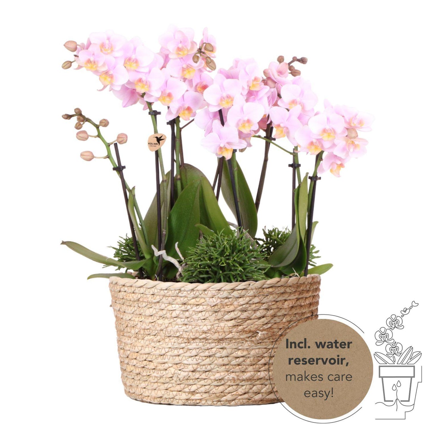 Rosa Orchideen-Set im Schilfkorb mit Wassertank – 3x Orchidee & 3x Grünpflanze | Pflanzfix24.de - Pflanzfix24.de